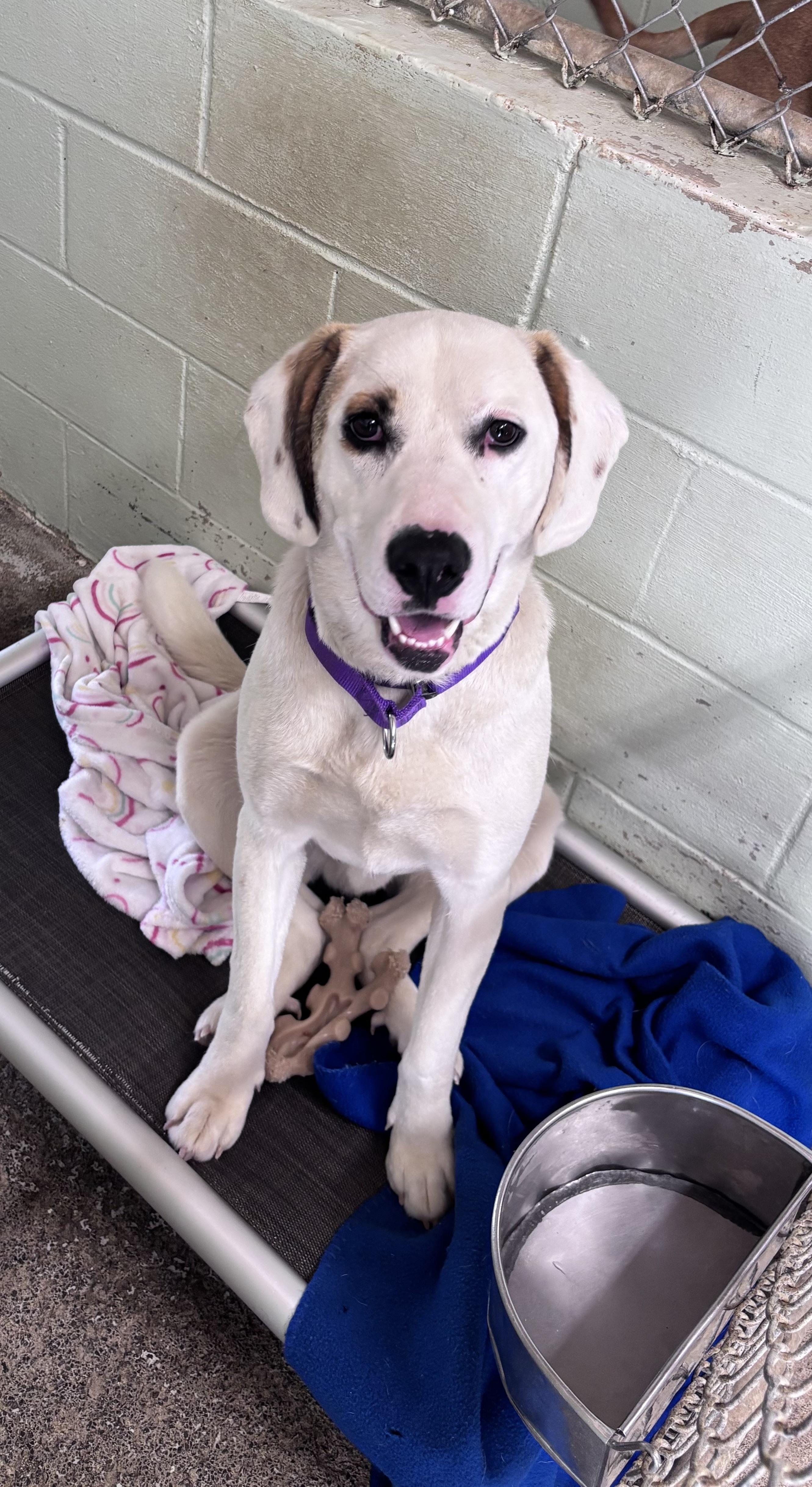 Wes, ADOPTABLE, Adult Male Labrador Retriever.