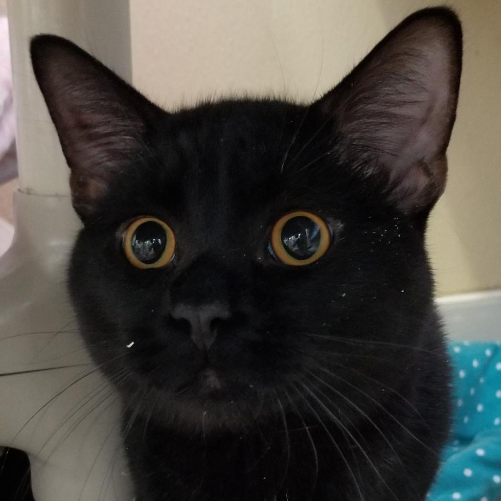 Senor Thunder, a Adoptable Domestic Short Hair in Mankato, MN image 1/6