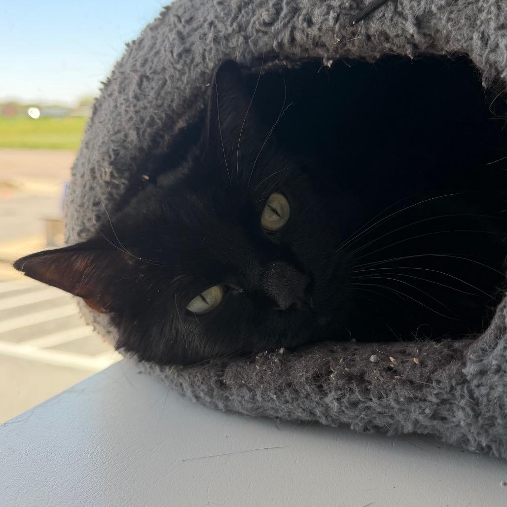 Senor Thunder, a Adoptable Domestic Short Hair in Mankato, MN image 2/6