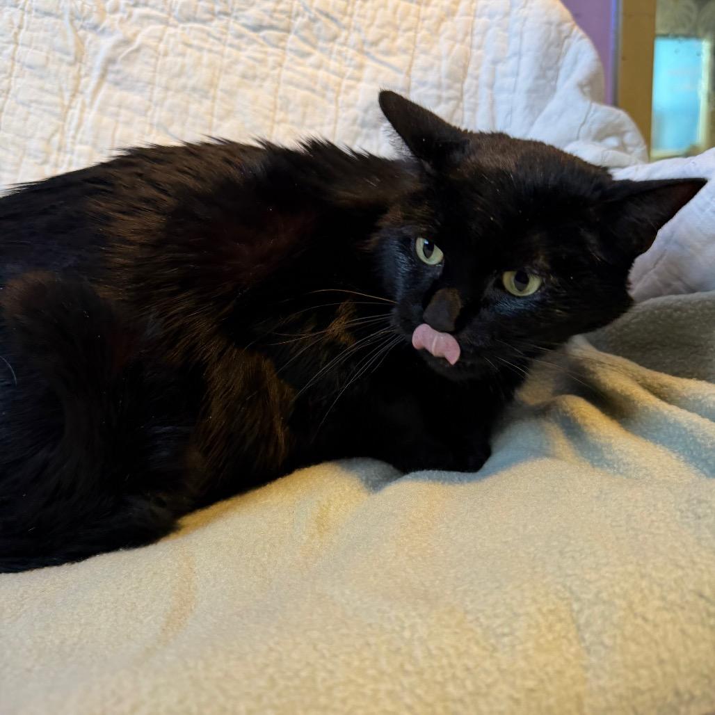 Senor Thunder, a Adoptable Domestic Short Hair in Mankato, MN image 3/6
