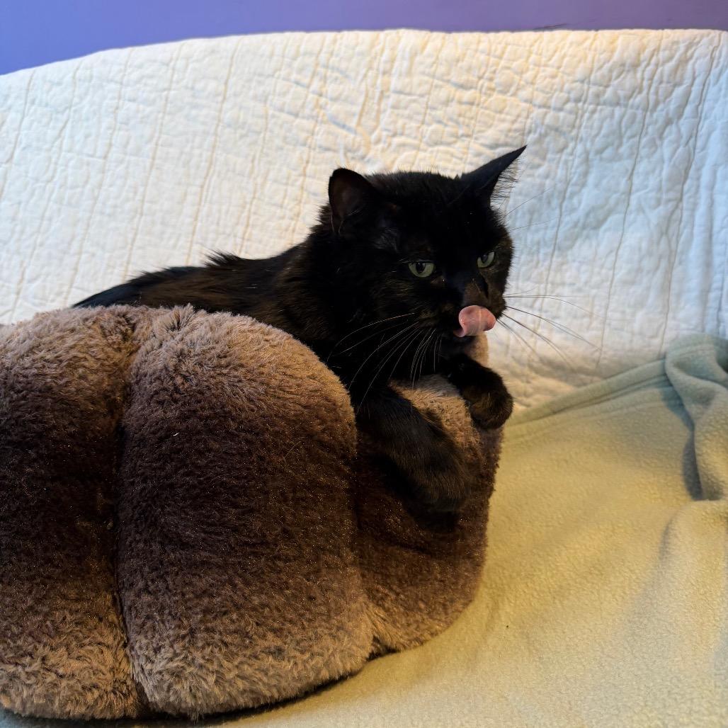 Senor Thunder, a Adoptable Domestic Short Hair in Mankato, MN image 4/6