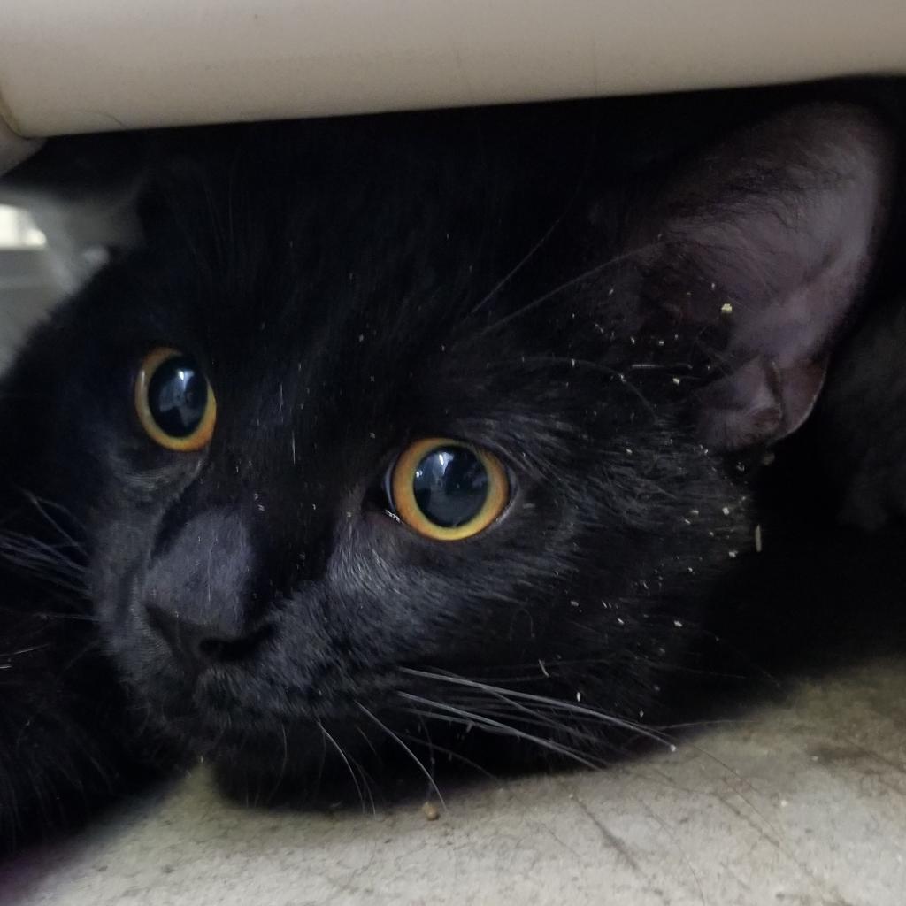 Senor Thunder, a Adoptable Domestic Short Hair in Mankato, MN image 5/6