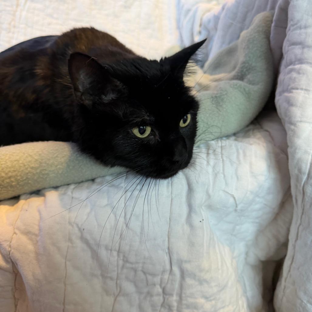 Senor Thunder, a Adoptable Domestic Short Hair in Mankato, MN image 6/6