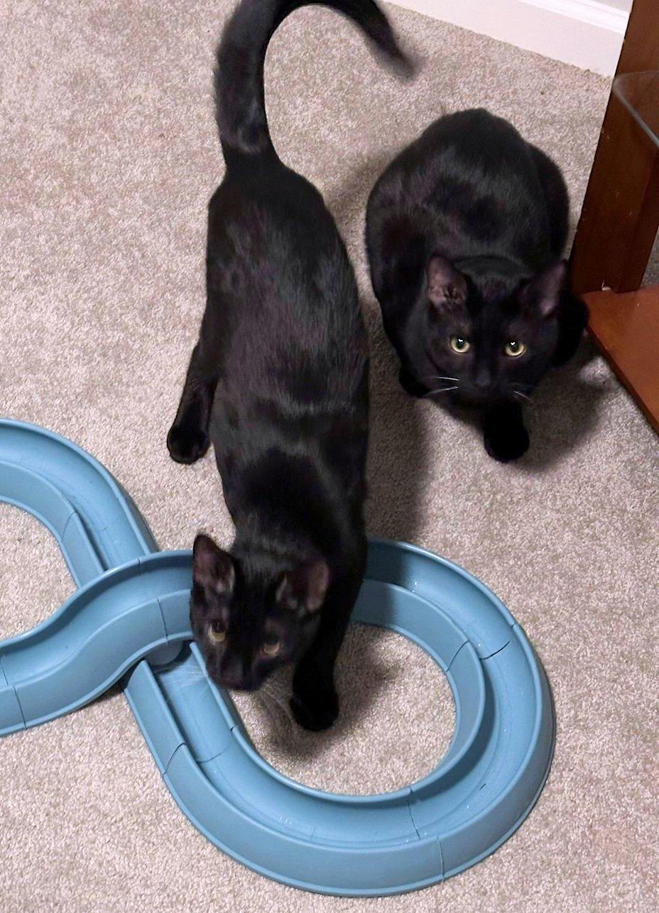 Houston & Obi, a ADOPTABLE Domestic Short Hair in White Bear Lake, MN image 6/6