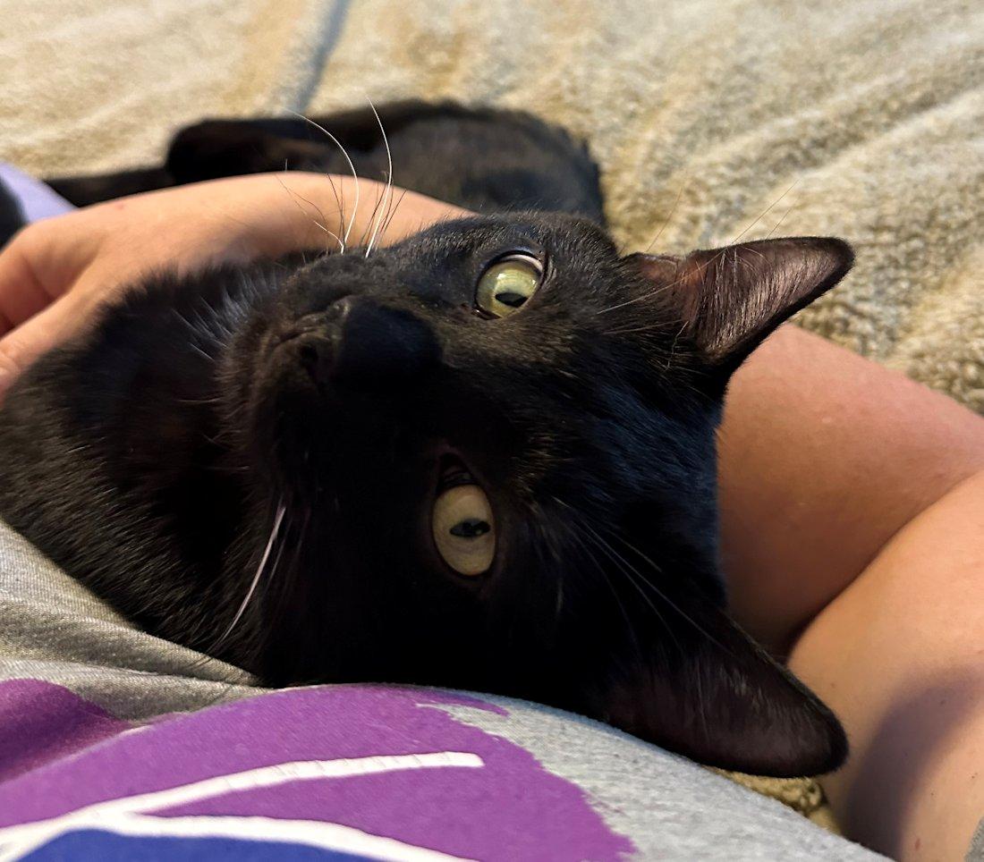Houston & Obi, a ADOPTABLE Domestic Short Hair in White Bear Lake, MN image 5/6