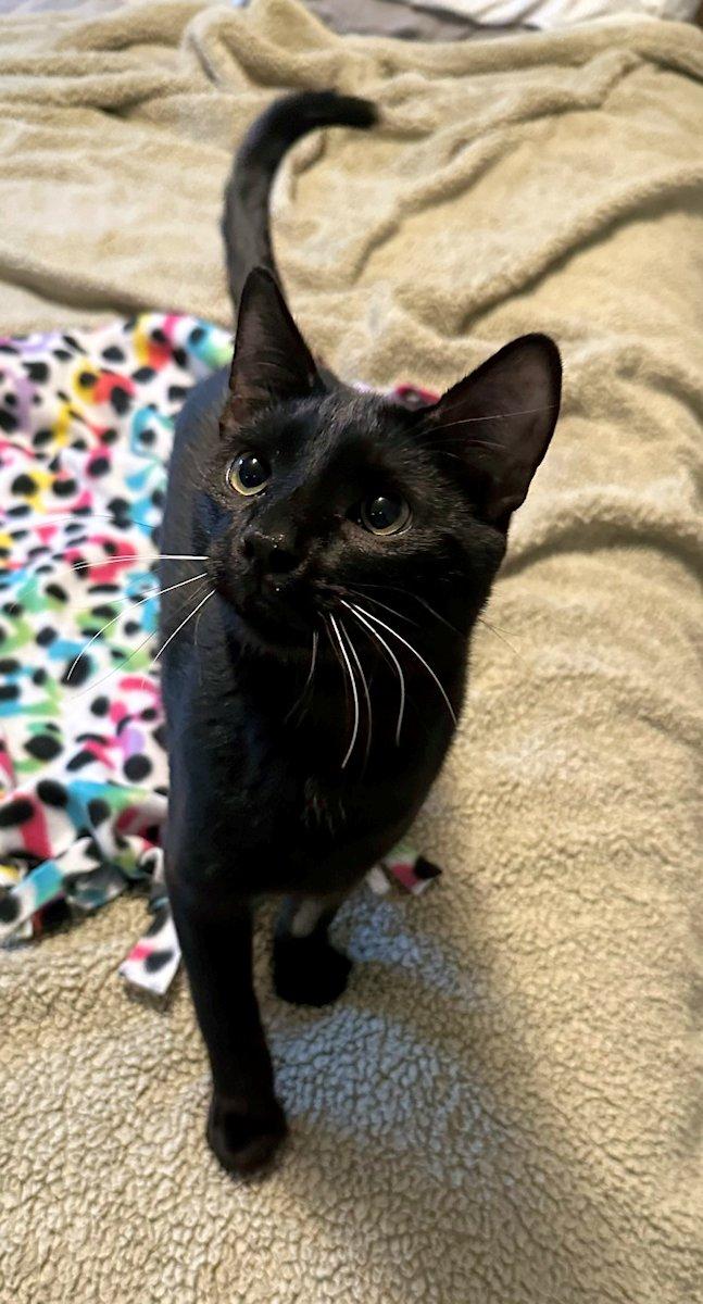 Houston & Obi, a ADOPTABLE Domestic Short Hair in White Bear Lake, MN image 2/6