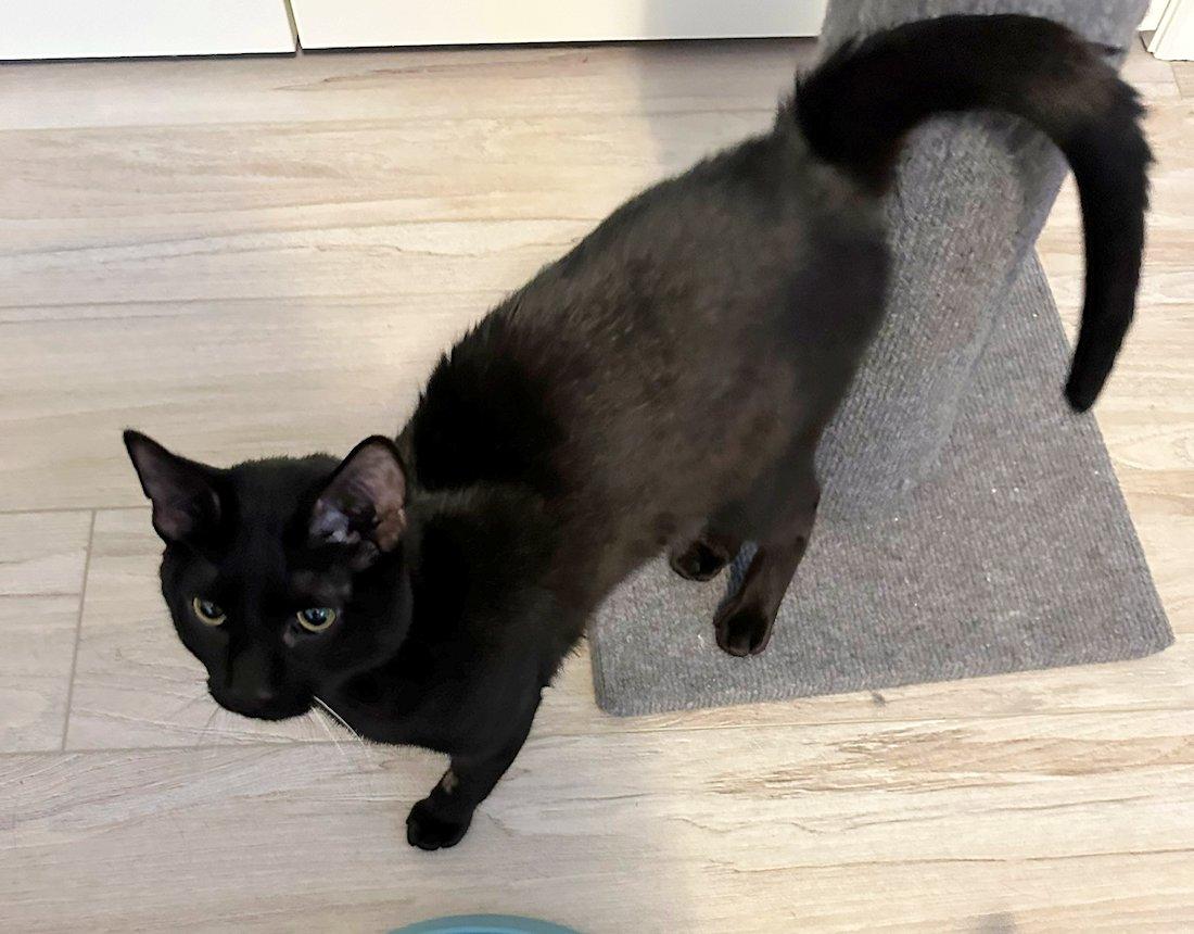 Houston & Obi, a ADOPTABLE Domestic Short Hair in White Bear Lake, MN image 4/6