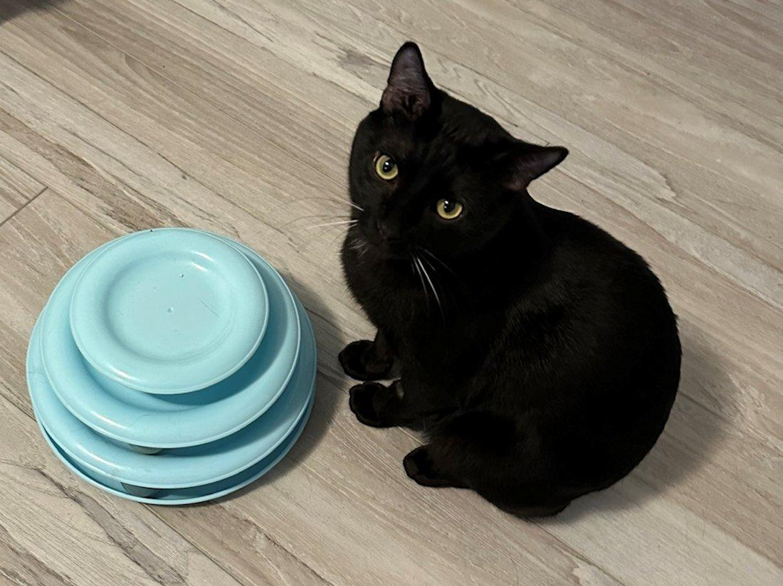 Houston & Obi, a ADOPTABLE Domestic Short Hair in White Bear Lake, MN image 3/6