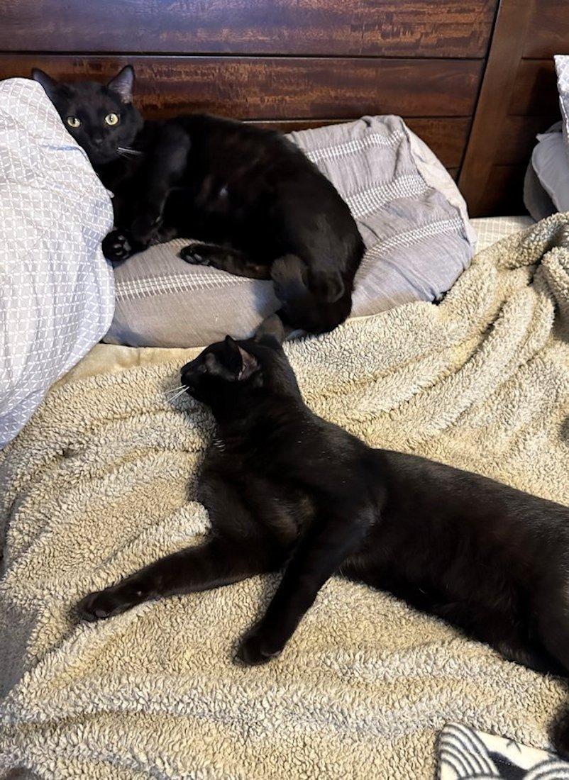 Houston & Obi, ADOPTABLE, Young Male Domestic Short Hair.
