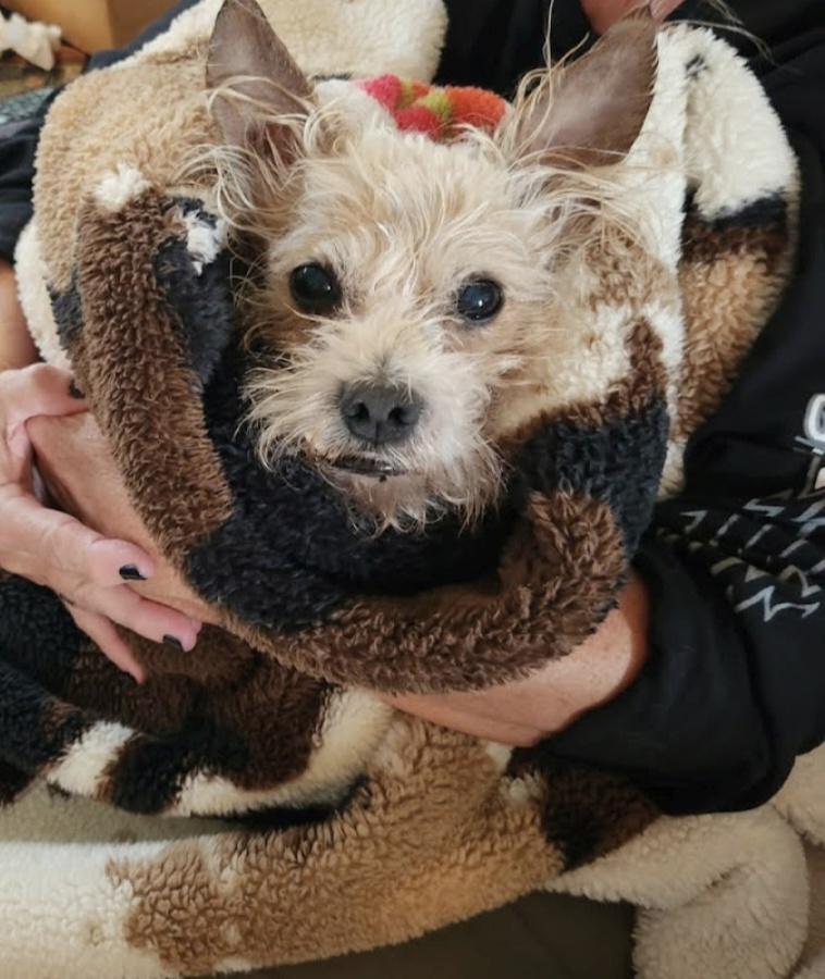 Dusty, Adoptable, Senior Male Cairn Terrier.