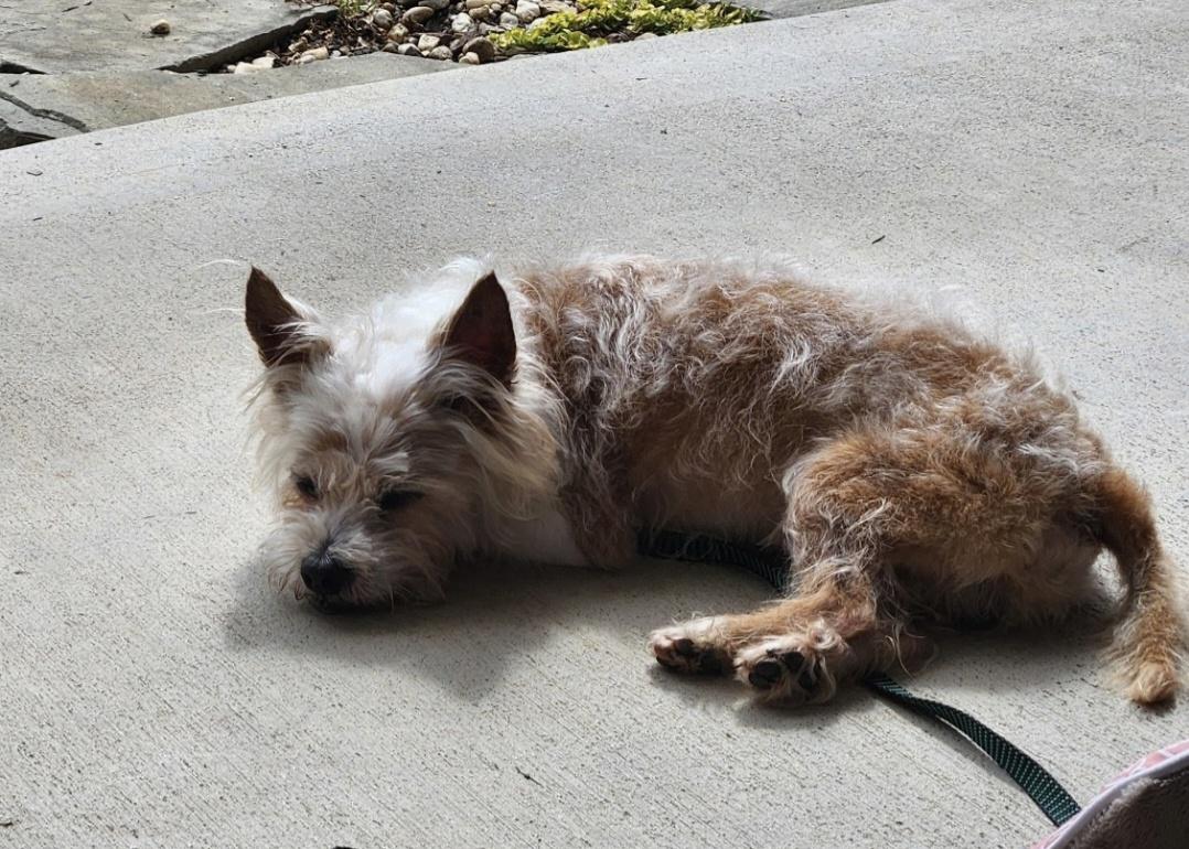 Dusty, a Adoptable mixed breed in Knoxville, TN image 2/6