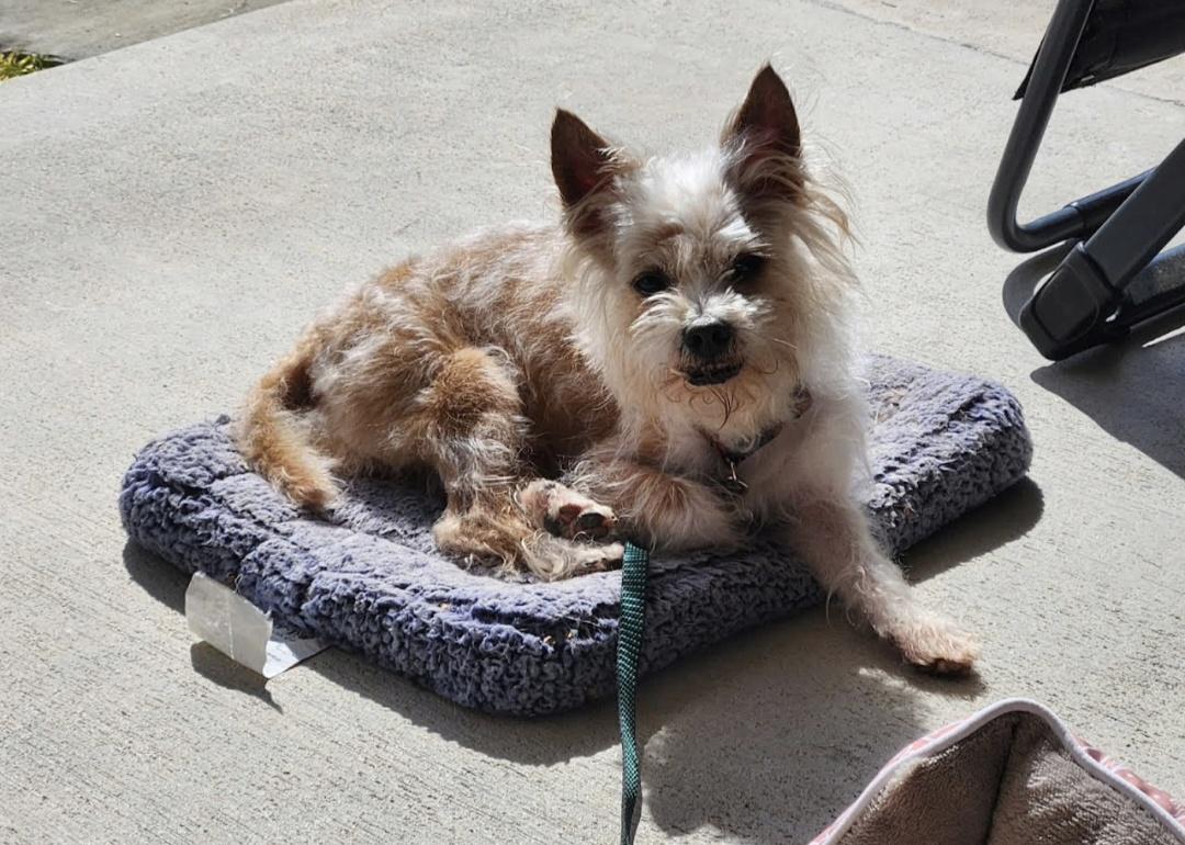 Dusty, a Adoptable mixed breed in Knoxville, TN image 3/6