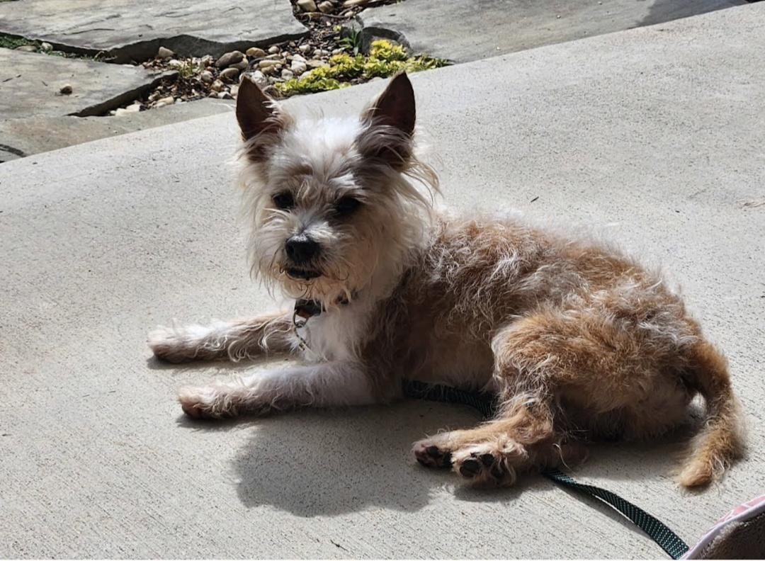 Dusty, Adoptable, Senior Male Cairn Terrier.