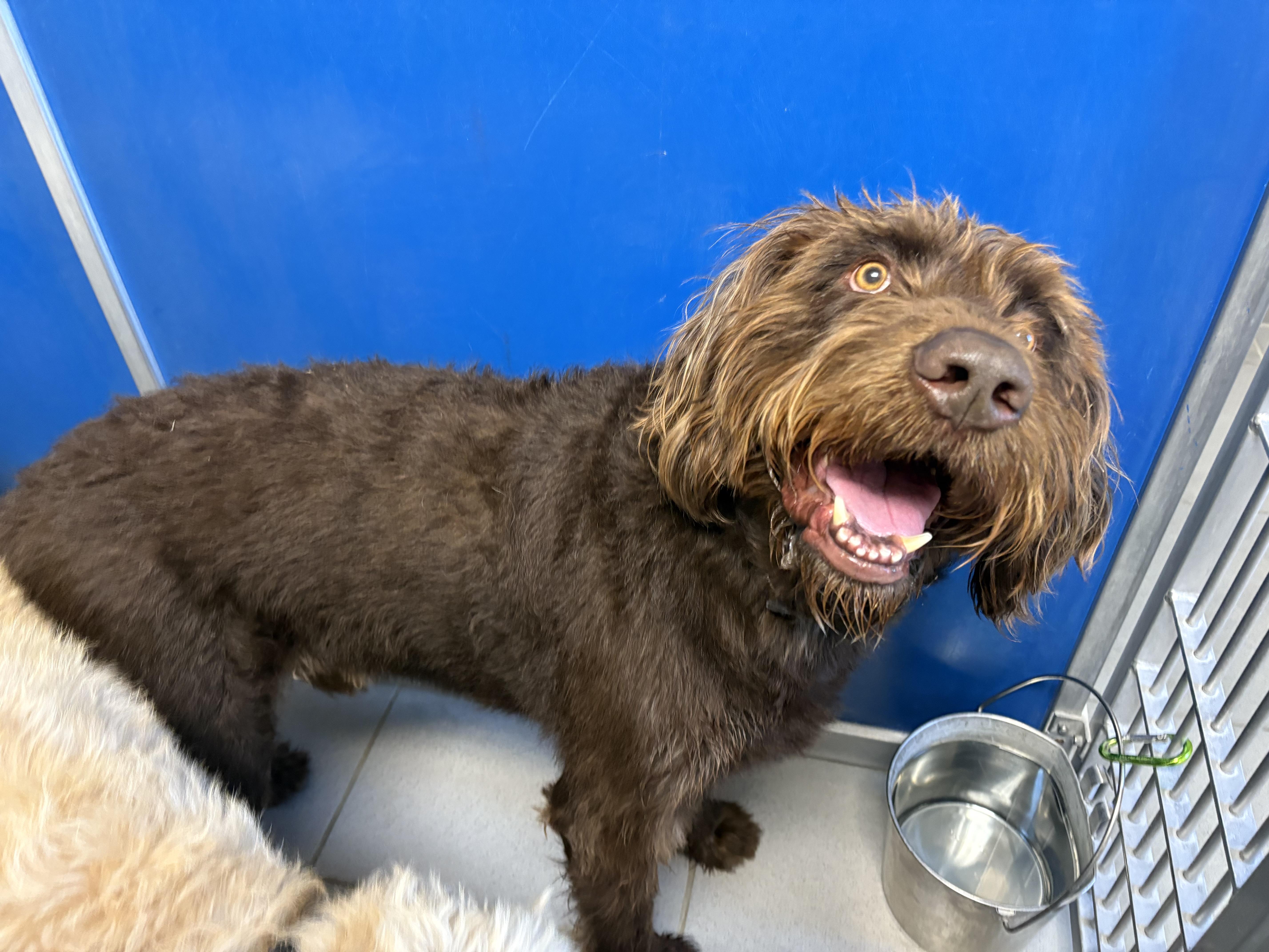 Stray Labradoodles, an adoptable Labradoodle in Hays, KS, 67601 | Photo Image 5