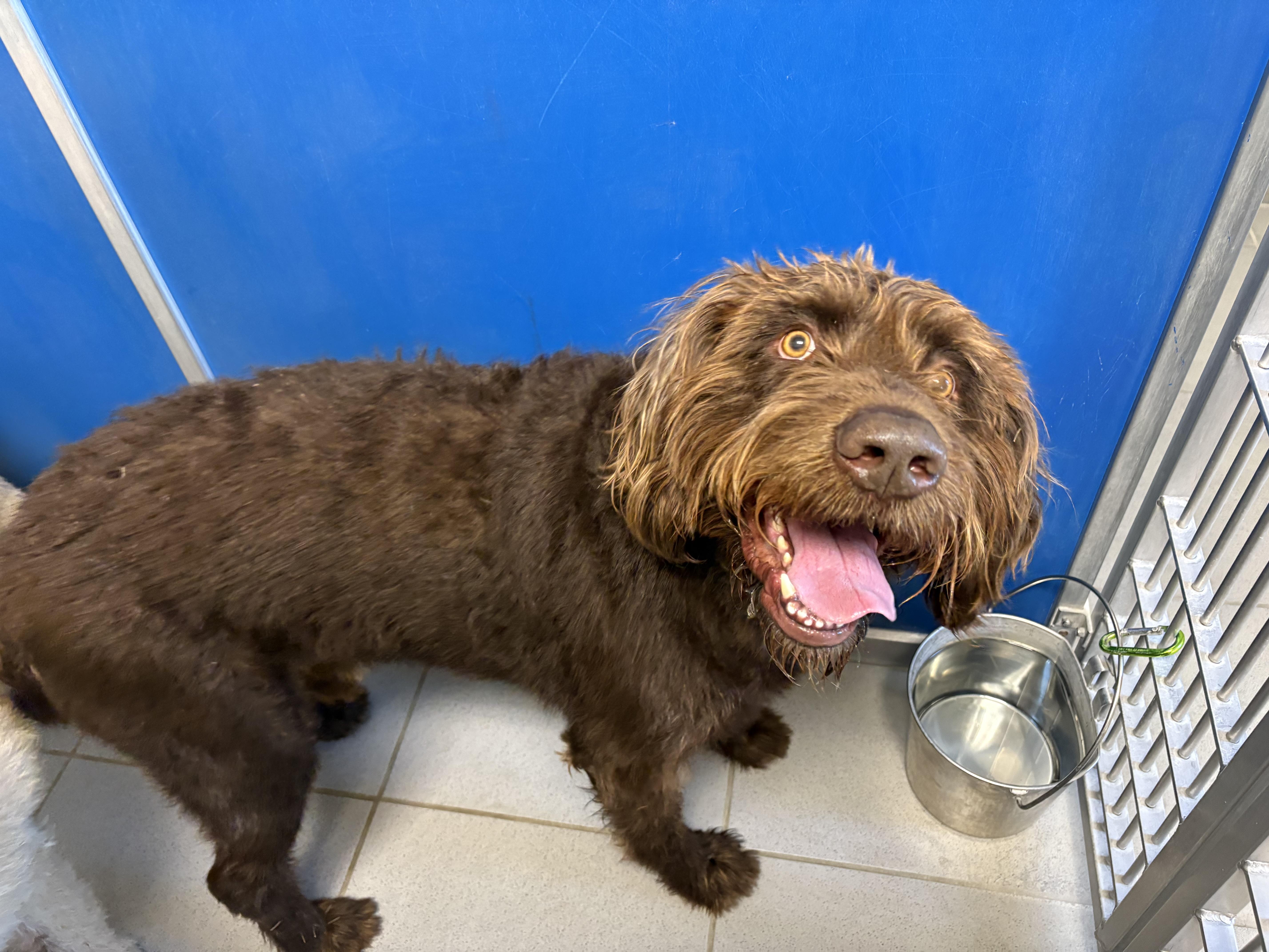 Stray Labradoodles, an adoptable Labradoodle in Hays, KS, 67601 | Photo Image 6