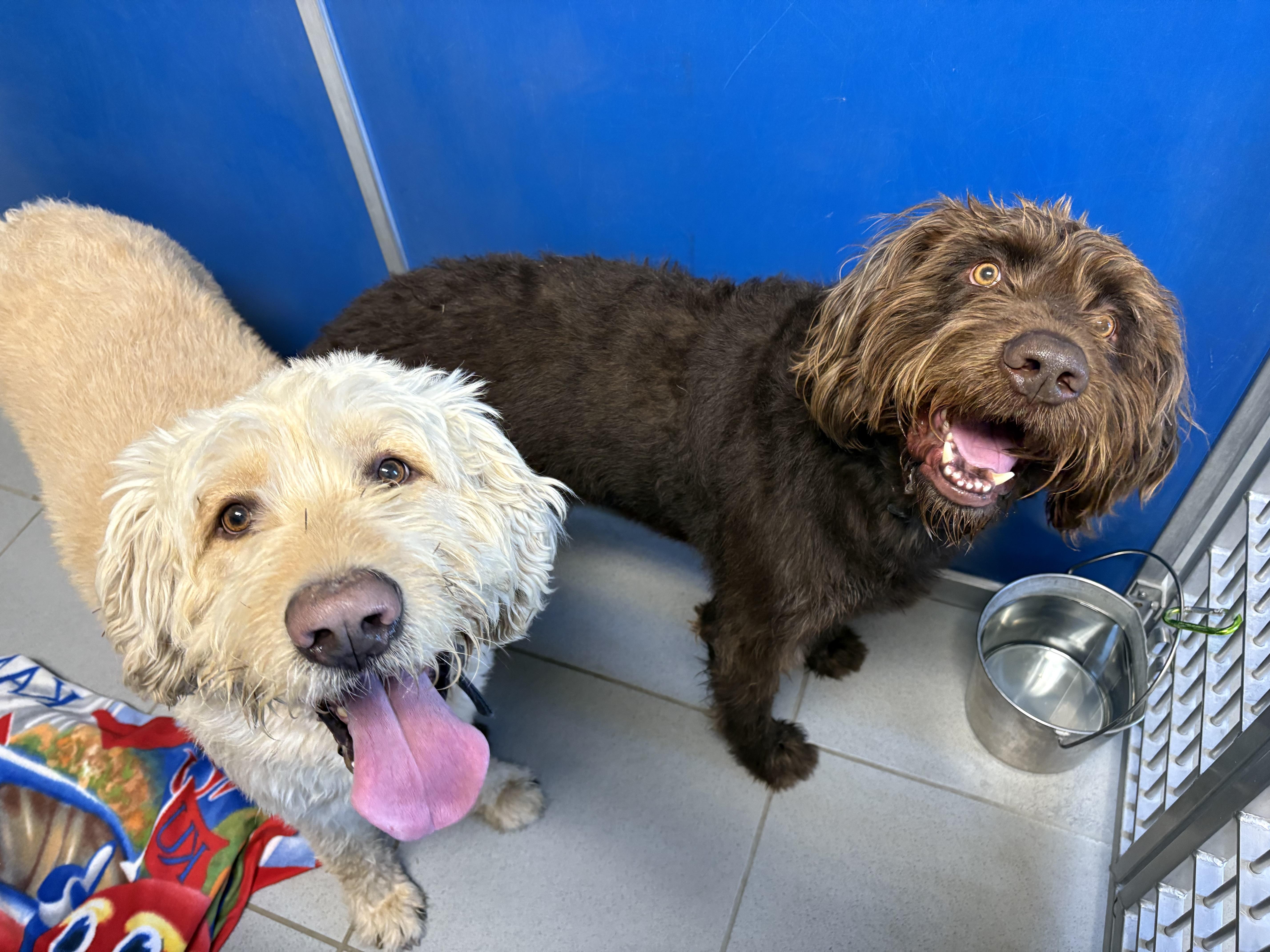 Stray Labradoodles, an adoptable Labradoodle in Hays, KS, 67601 | Photo Image 2