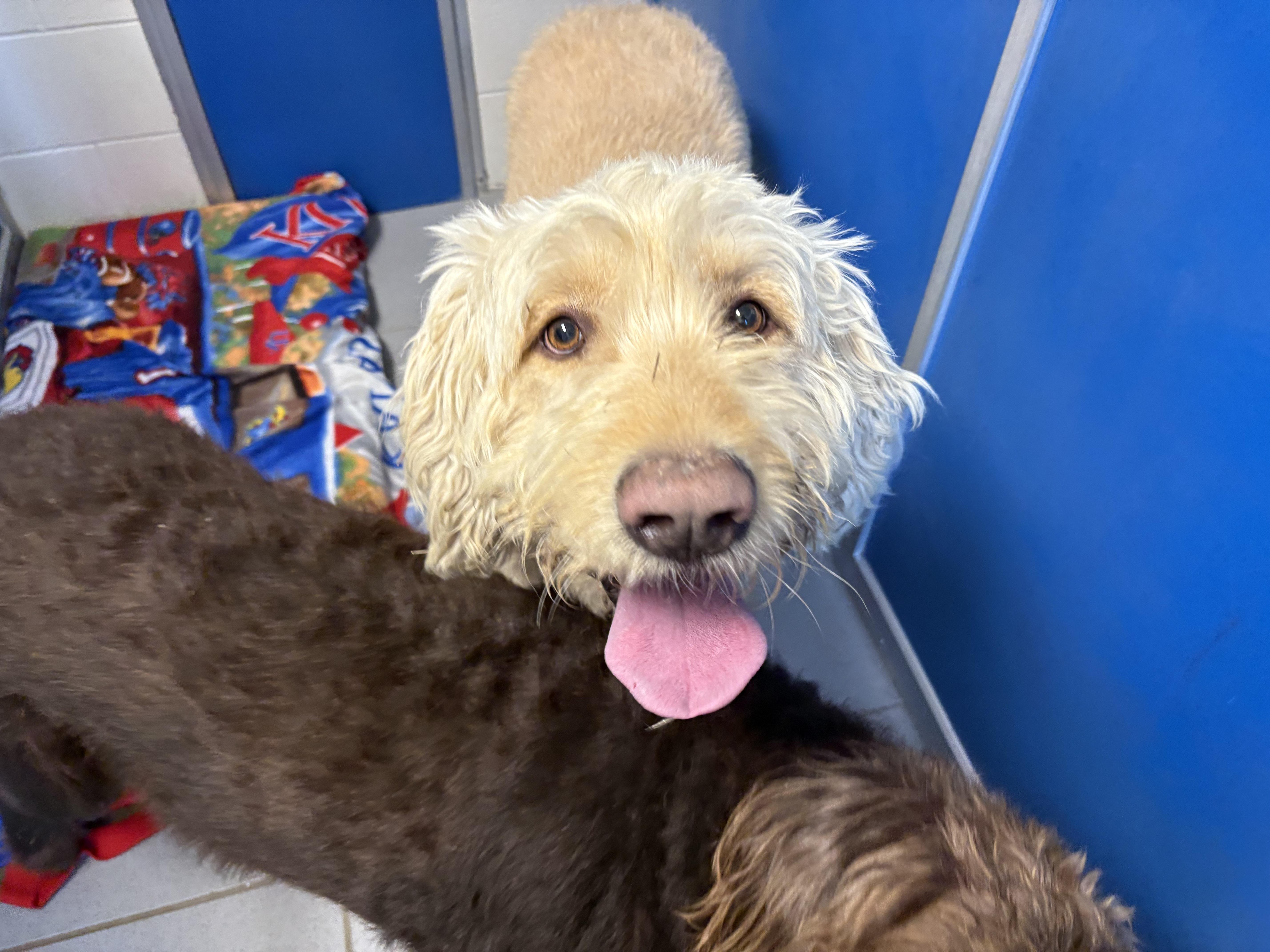 Stray Labradoodles, an adoptable Labradoodle in Hays, KS, 67601 | Photo Image 4