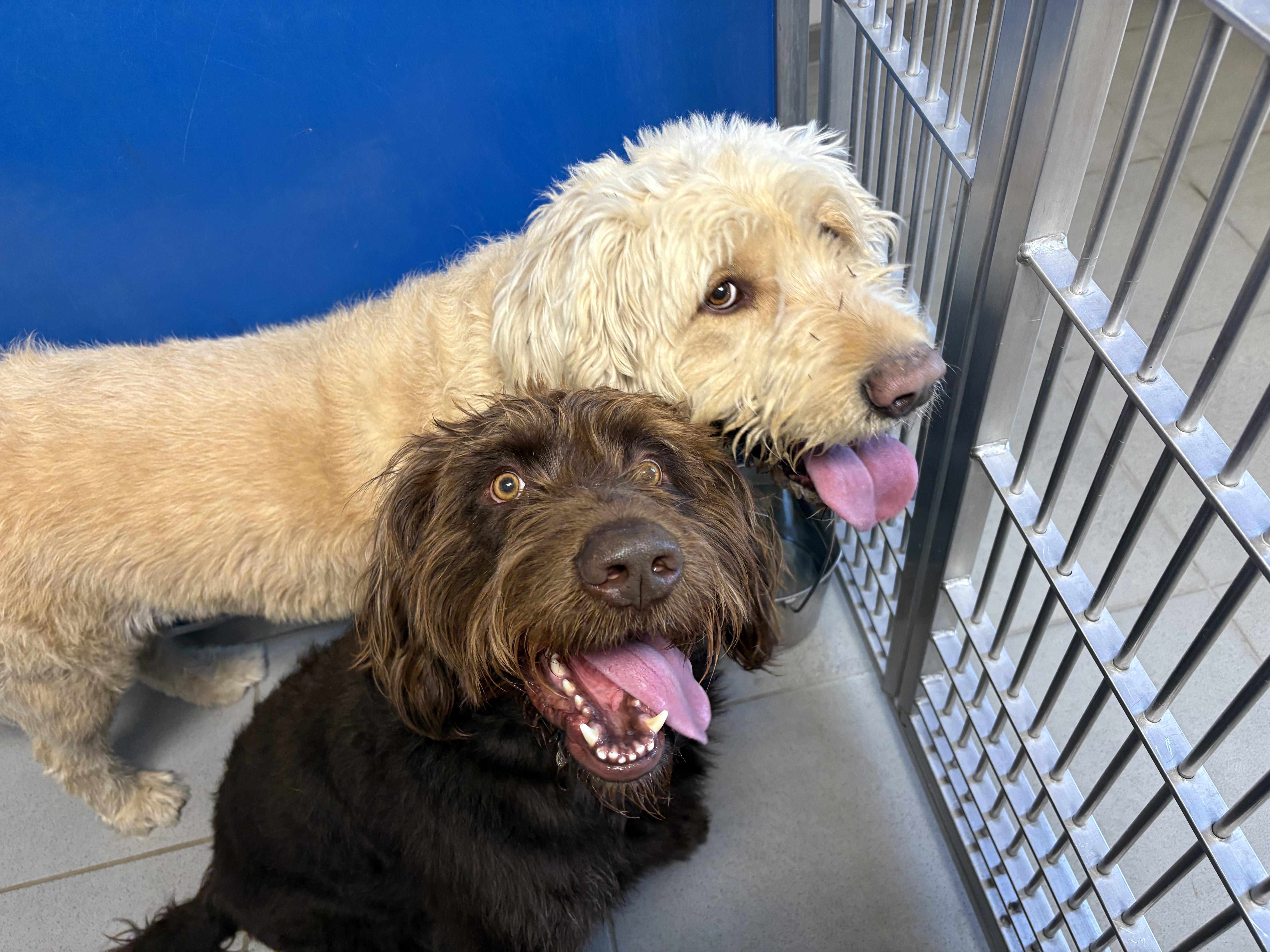 Stray Labradoodles, an adoptable Labradoodle in Hays, KS, 67601 | Photo Image 1