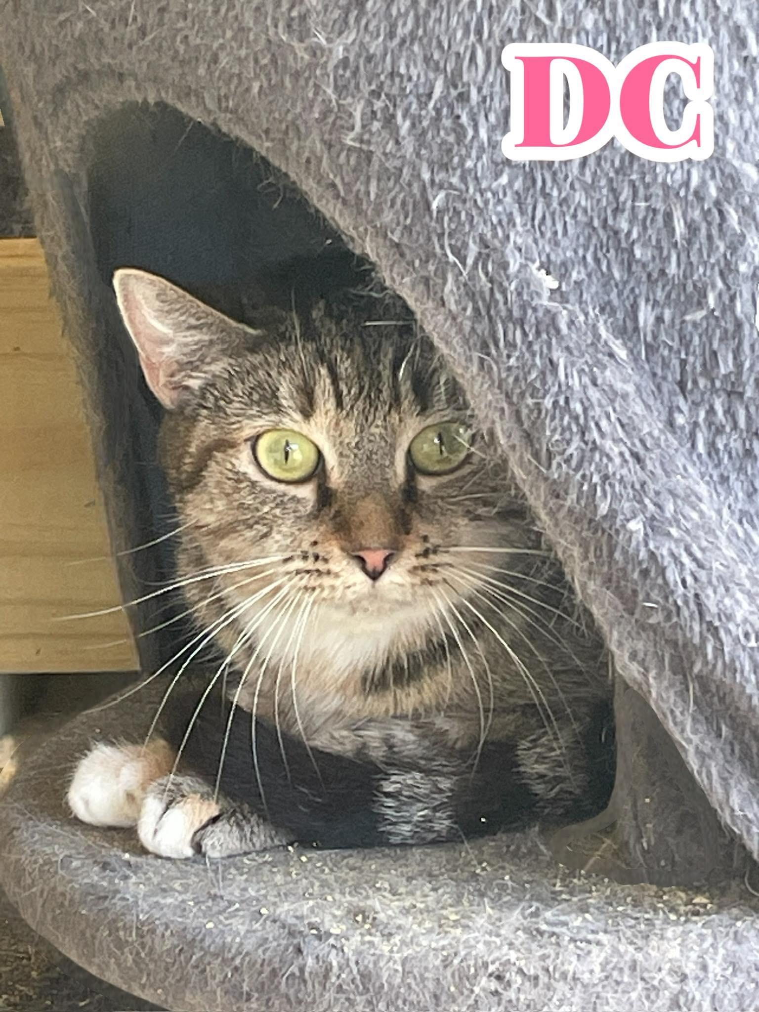 DC, Adoptable, Adult Female Domestic Short Hair.