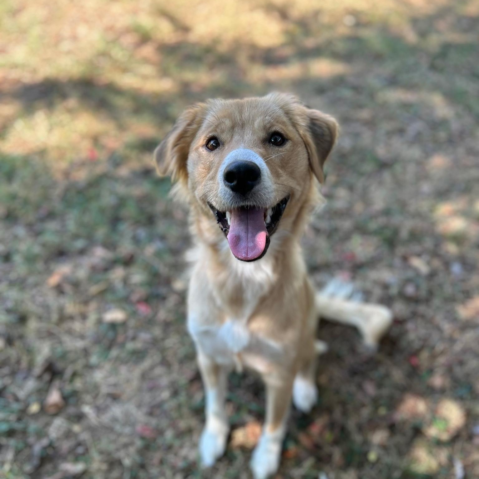Enlarge Haven, a Adopted mixed breed in Spring hill, TN image 4/4