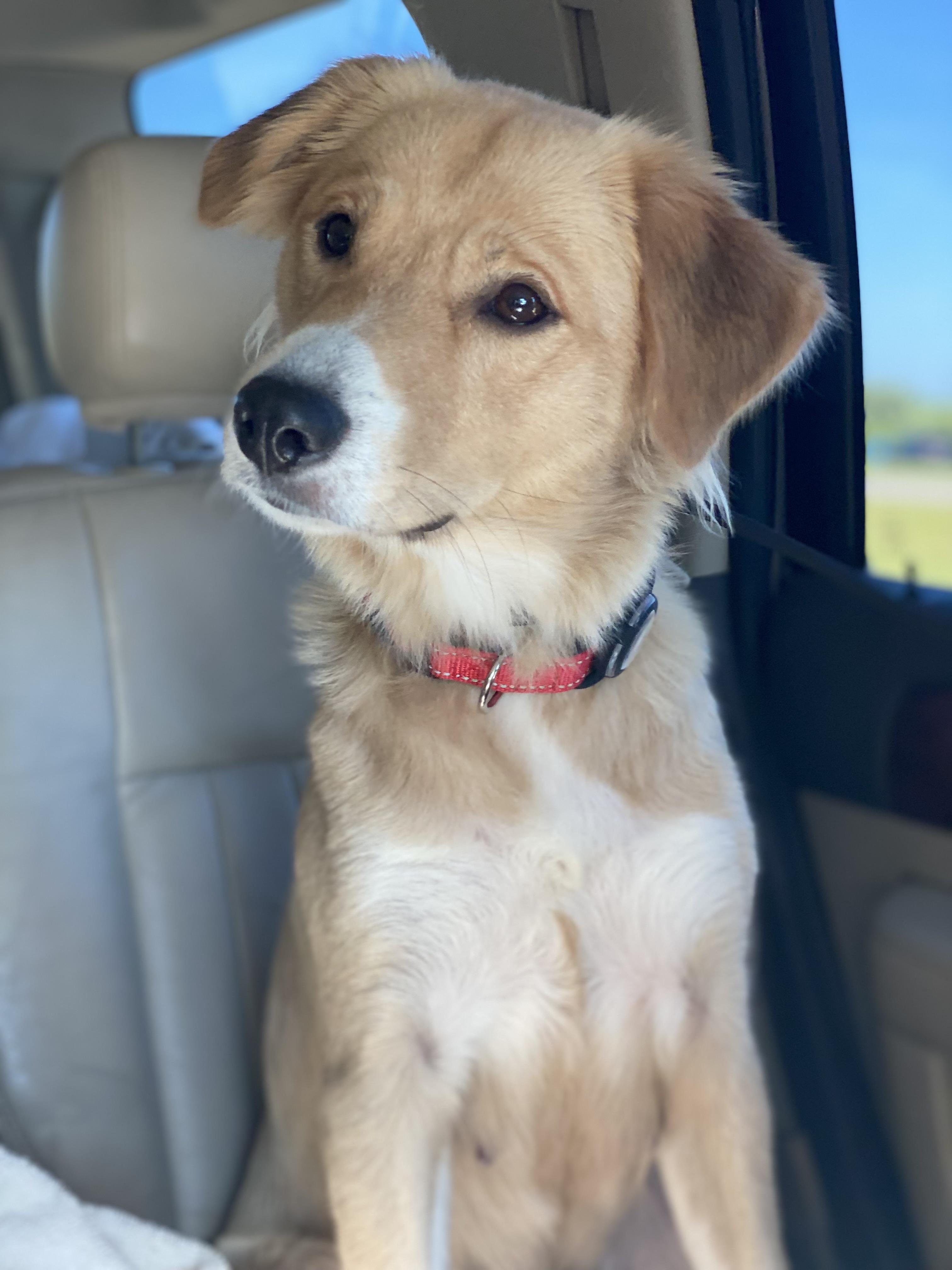 Enlarge Haven, a Adopted mixed breed in Spring hill, TN image 3/4