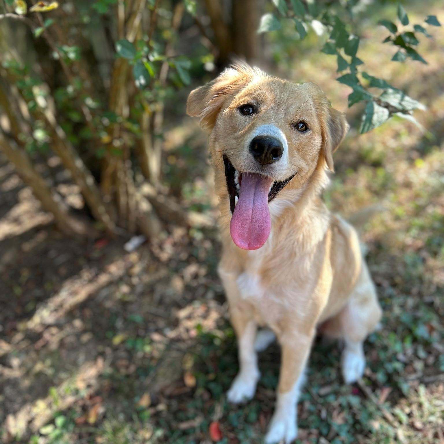 Enlarge Haven, a Adopted mixed breed in Spring hill, TN image 1/4