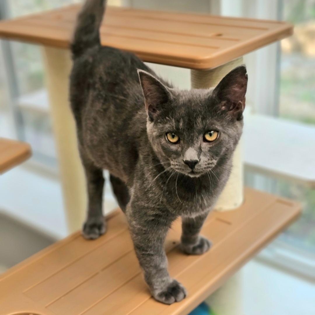 Enlarge Avalanche, an adopted Domestic Short Hair in Waynesville, NC image 4/4