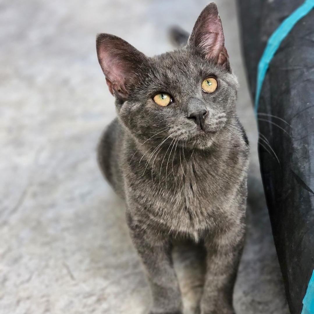 Enlarge Avalanche, an adopted Domestic Short Hair in Waynesville, NC image 3/4