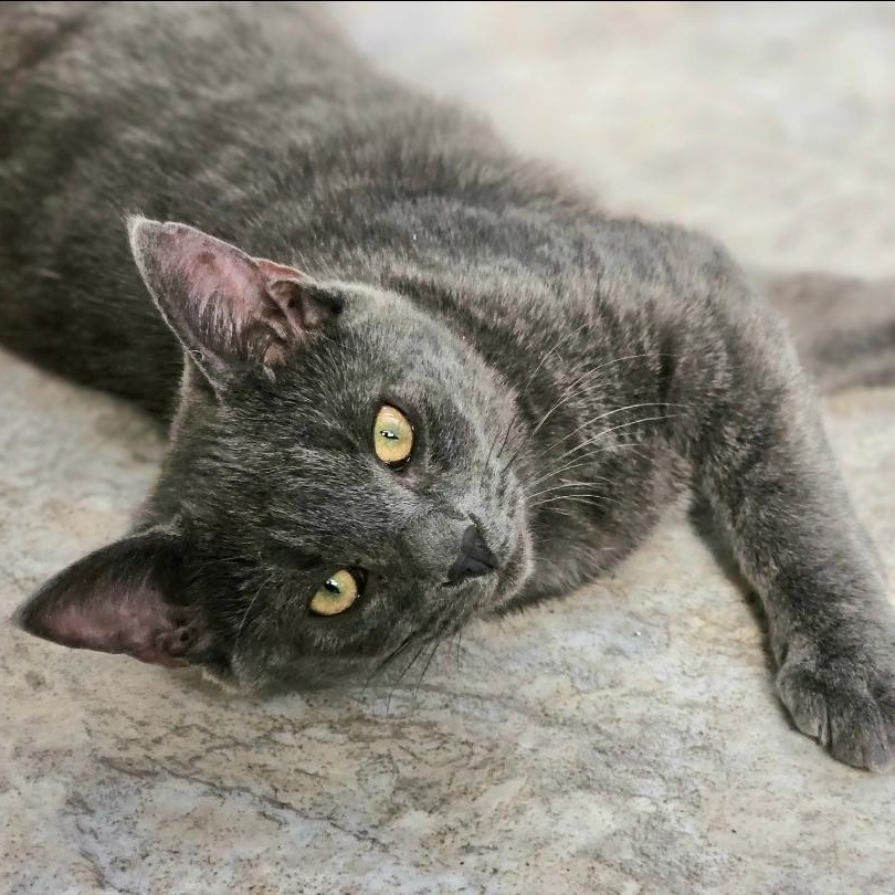 Enlarge Avalanche, an adopted Domestic Short Hair in Waynesville, NC image 2/4