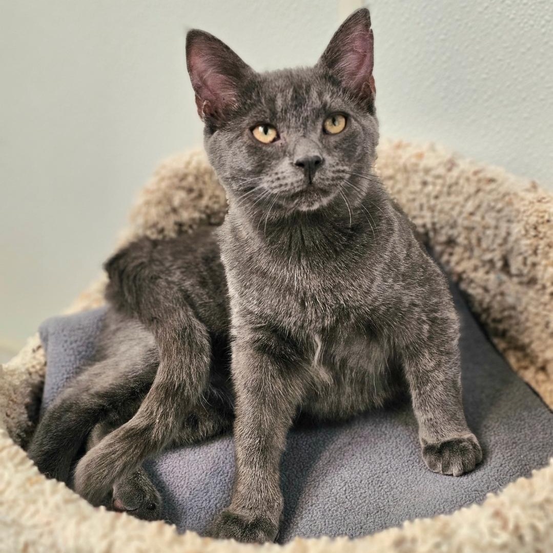Avalanche, adopted, Kitten Male Domestic Short Hair.