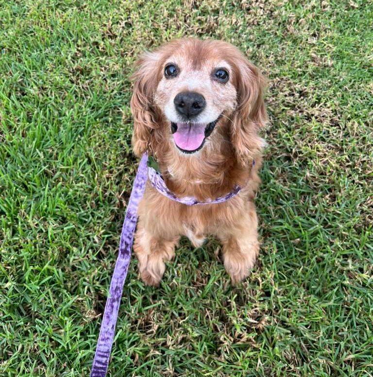 Enlarge Gina, a ADOPTABLE Cocker Spaniel in Sherman Oaks, CA image 2/6
