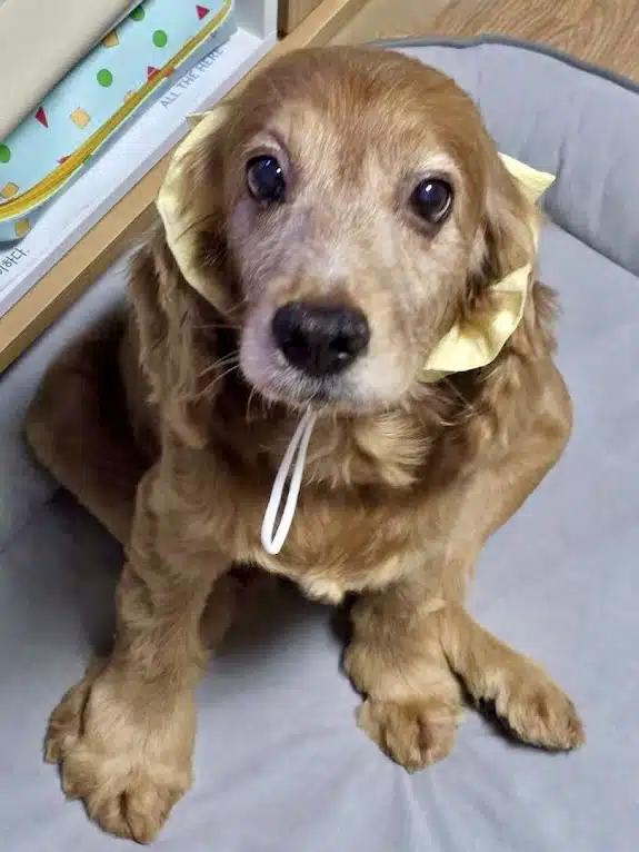 Enlarge Gina, a ADOPTABLE Cocker Spaniel in Sherman Oaks, CA image 5/6