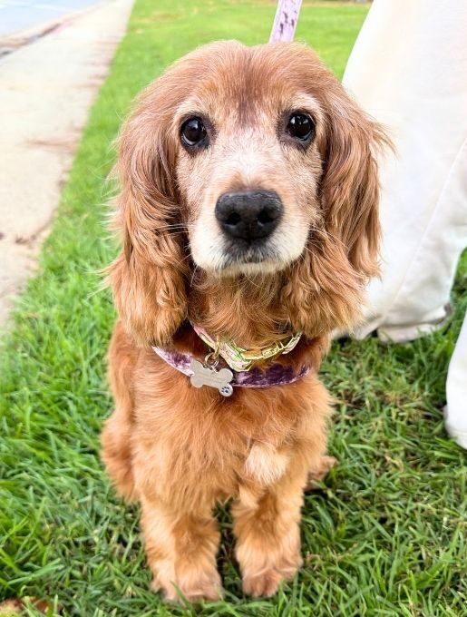 Enlarge Gina, a ADOPTABLE Cocker Spaniel in Sherman Oaks, CA image 1/6