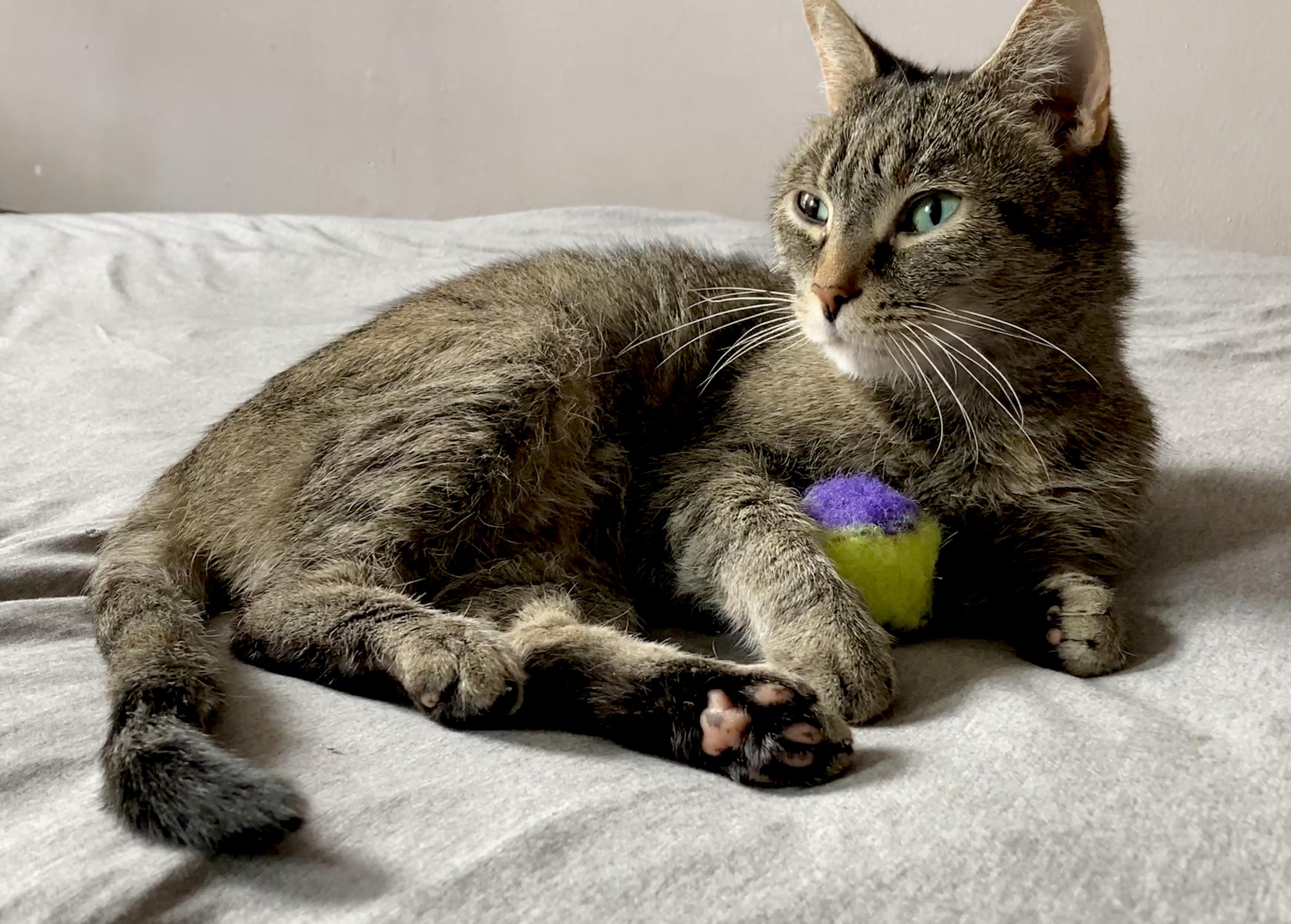 Enlarge Daisy, an adopted mixed breed in Mayfield, NY image 4/6
