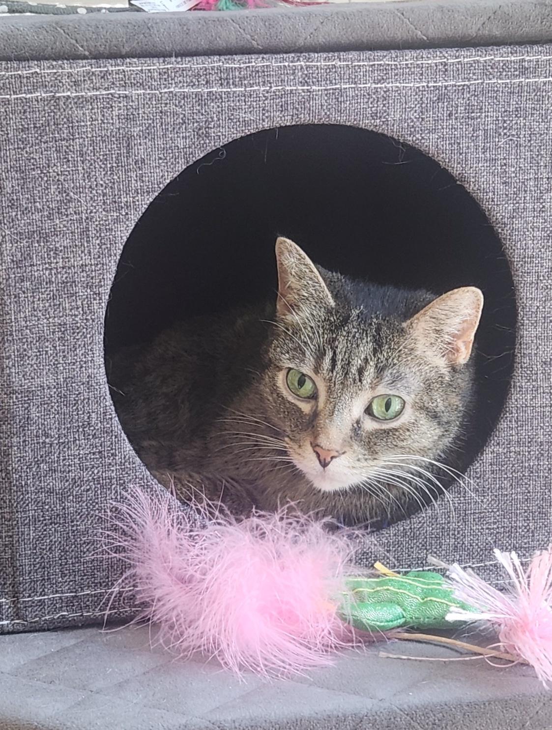 Daisy, adopted, Adult Female Domestic Short Hair.