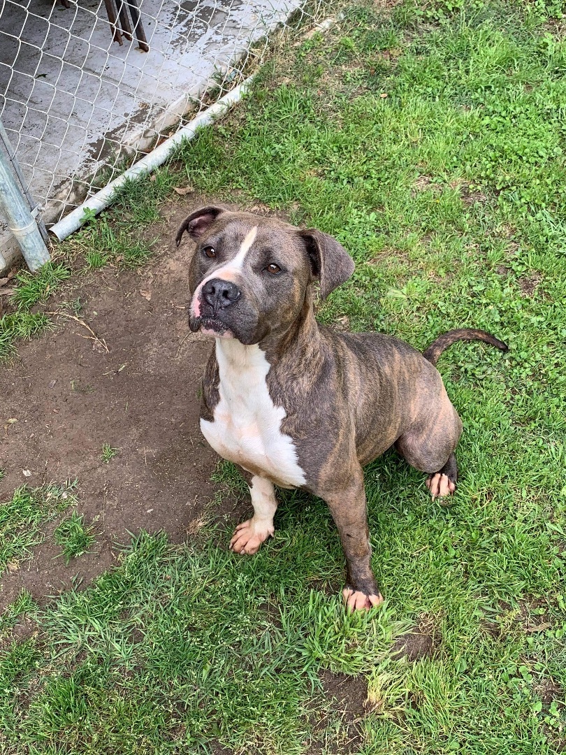 Rosie, a Adoptable mixed breed in Alpharetta, GA image 3/6