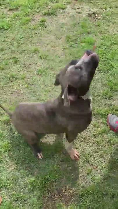 Enlarge Rosie, a Adoptable mixed breed in Alpharetta, GA video 6/6
