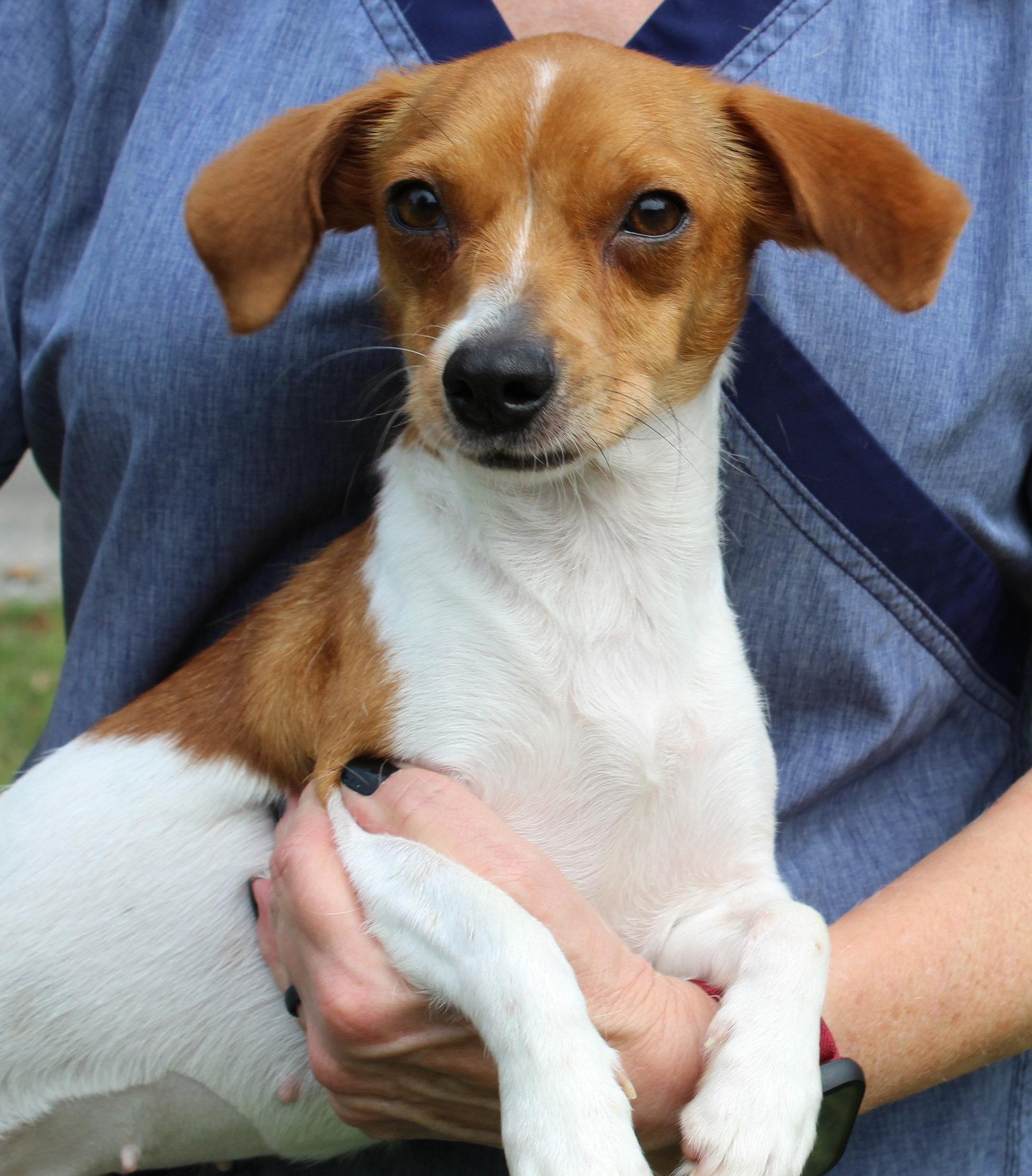 Enlarge Ducky 44078, a Adopted Chihuahua in Prattville, AL image 1/3