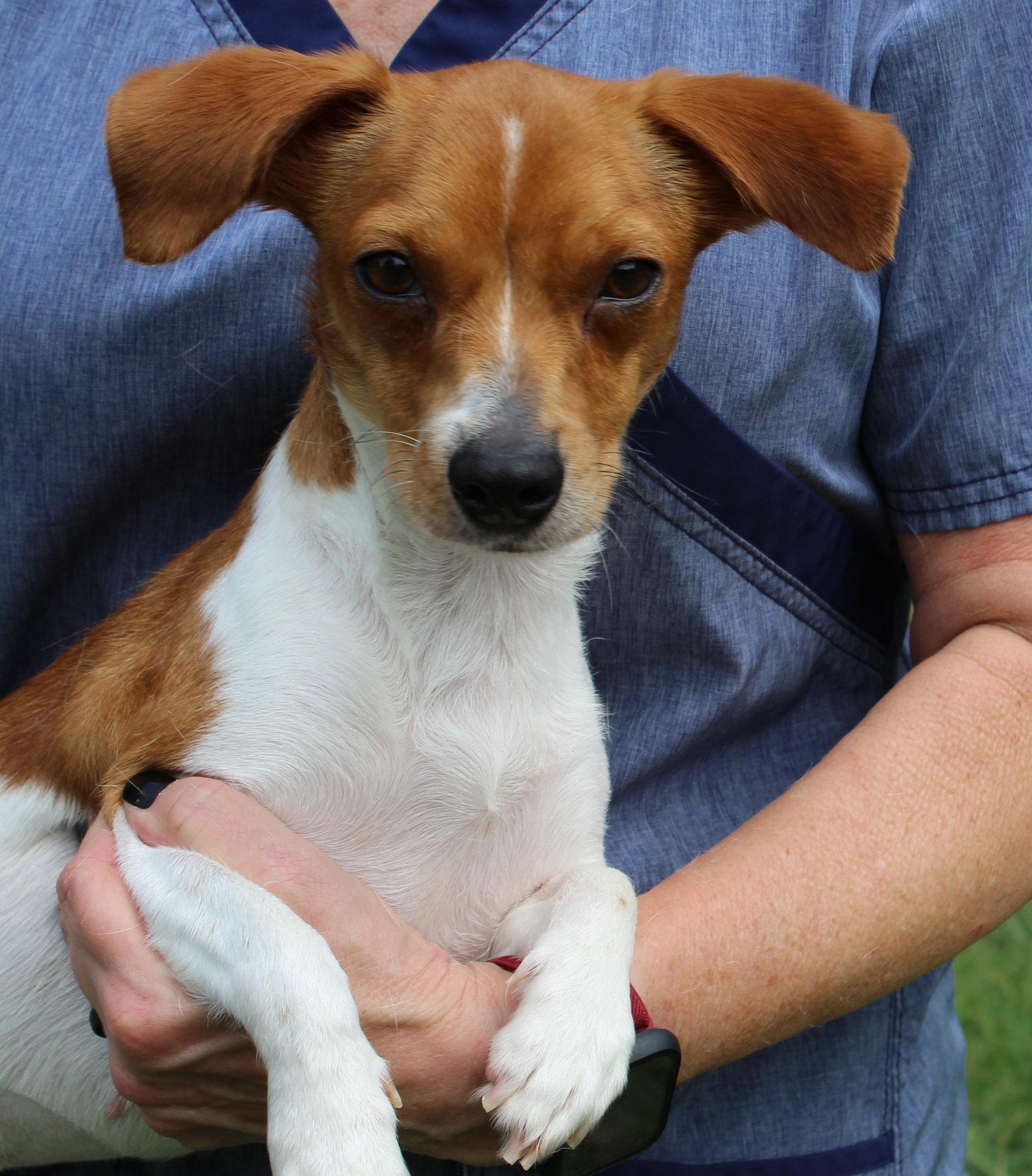 Enlarge Ducky 44078, a Adopted Chihuahua in Prattville, AL image 2/3