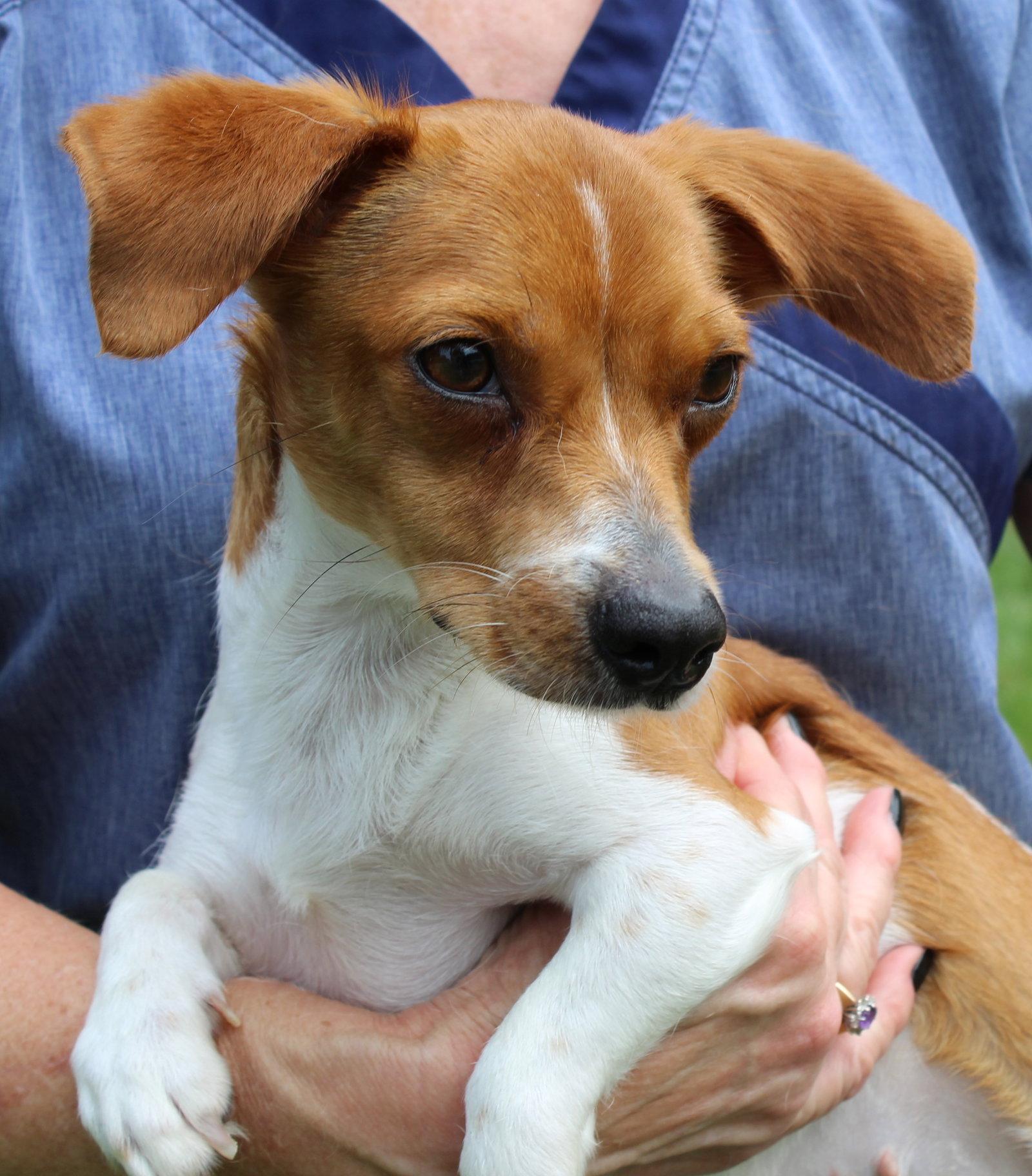 Enlarge Ducky 44078, a Adopted Chihuahua in Prattville, AL image 3/3