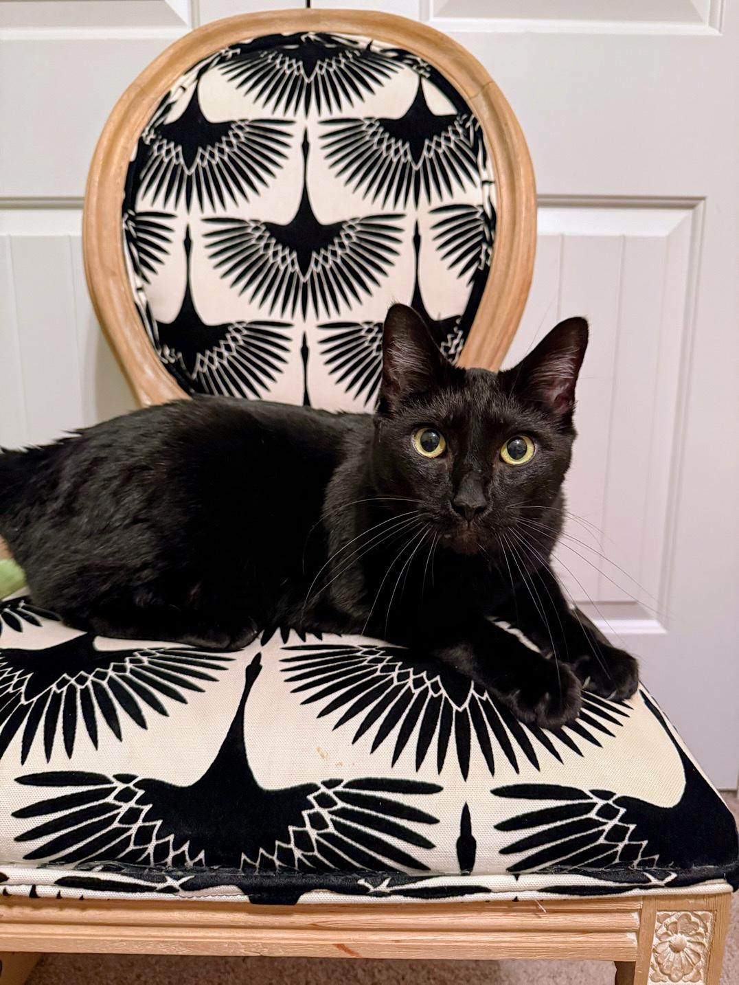 Gazebo — thumbnail 4