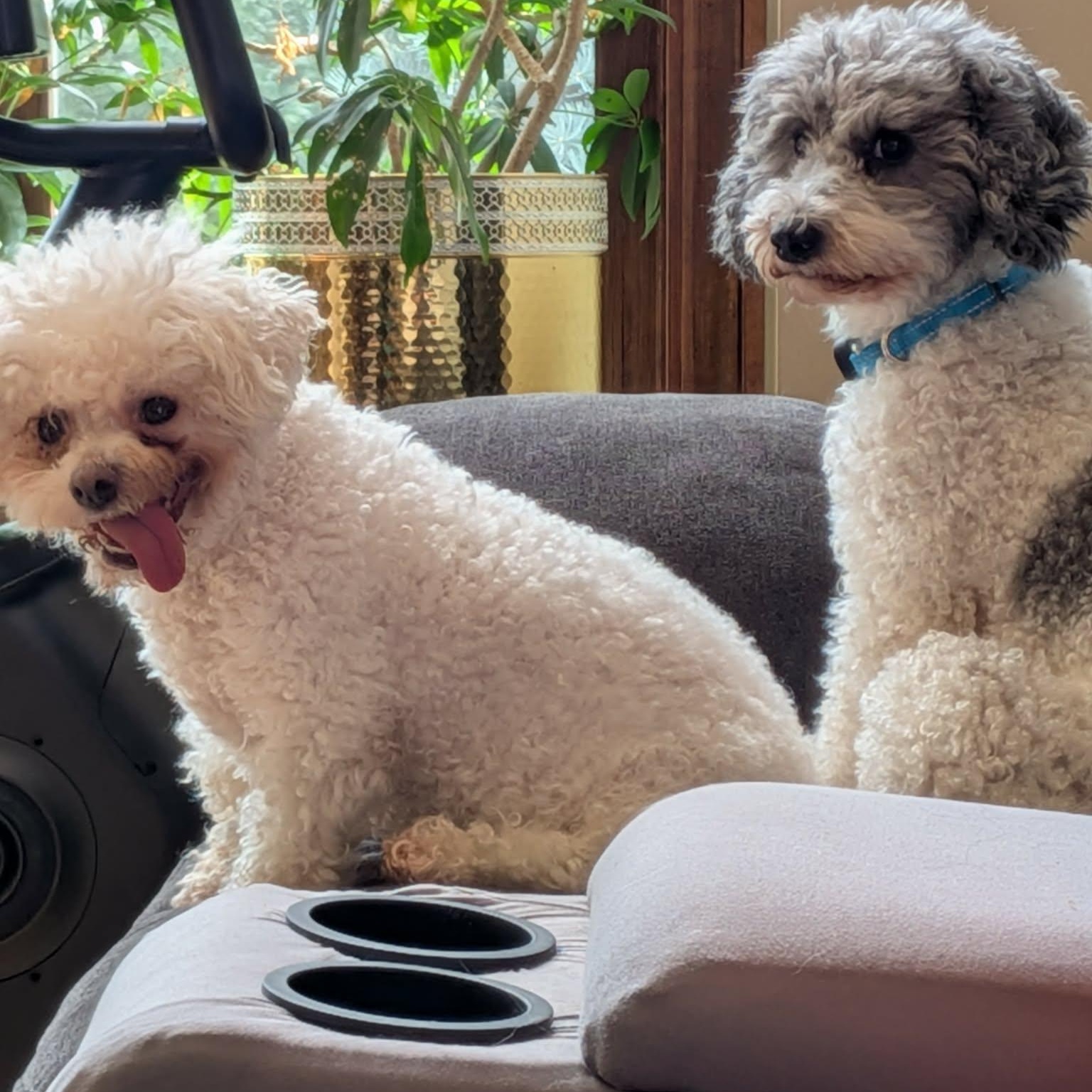 Enlarge Margot, a Adopted Miniature Poodle in Buffalo, NY image 6/6