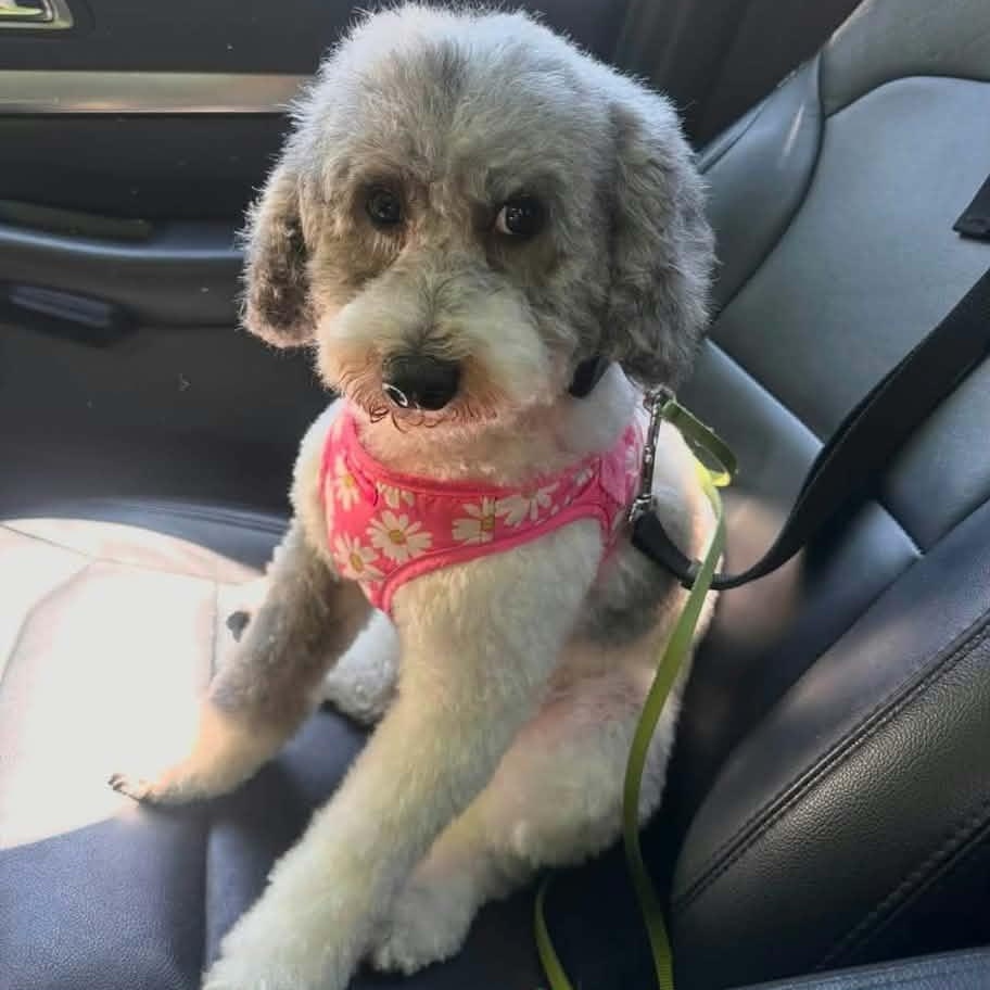 Enlarge Margot, a Adopted Miniature Poodle in Buffalo, NY image 5/6