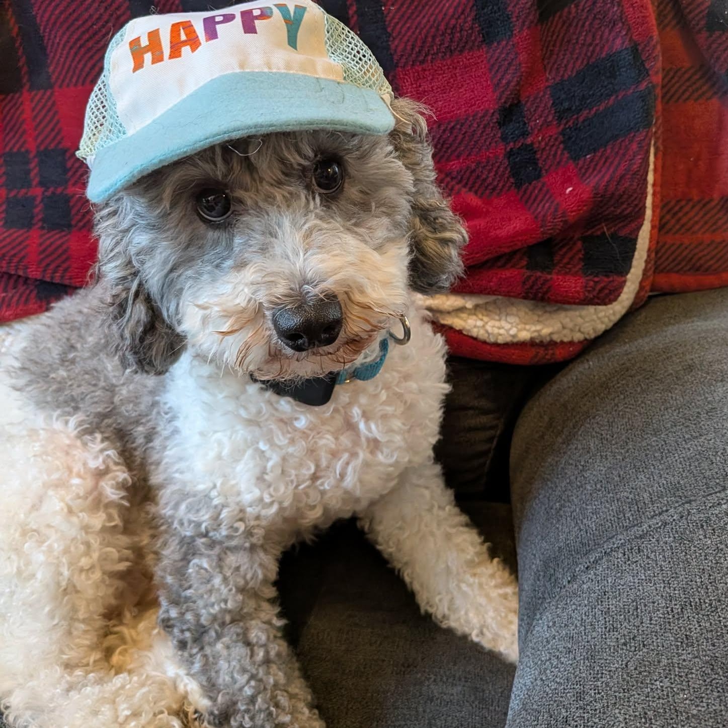 Enlarge Margot, a Adopted Miniature Poodle in Buffalo, NY image 1/6