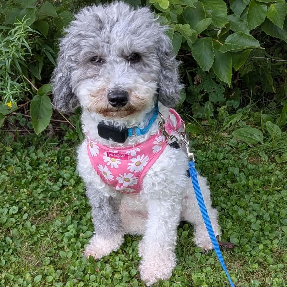 Enlarge Margot, a Adopted Miniature Poodle in Buffalo, NY image 4/6