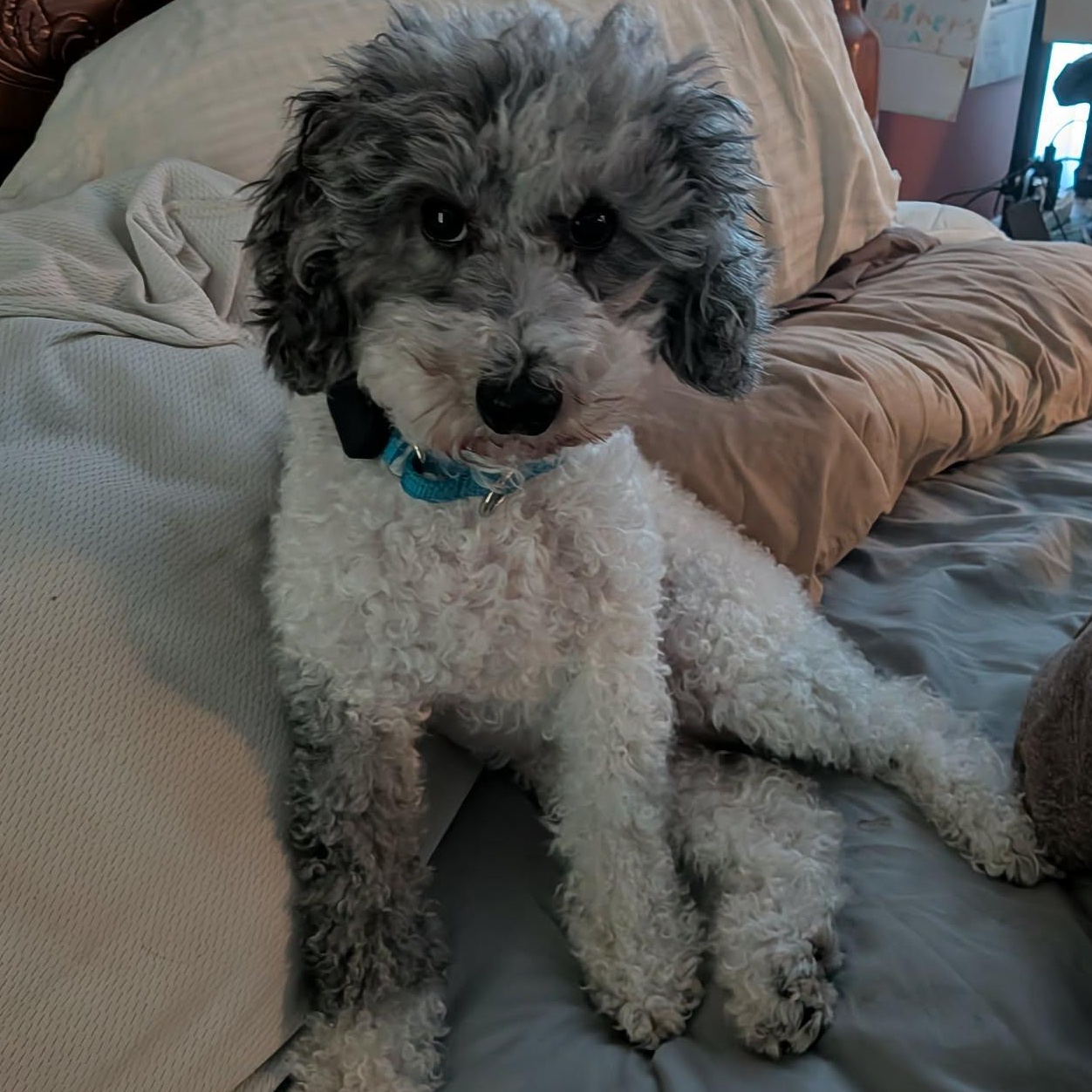 Enlarge Margot, a Adopted Miniature Poodle in Buffalo, NY image 2/6