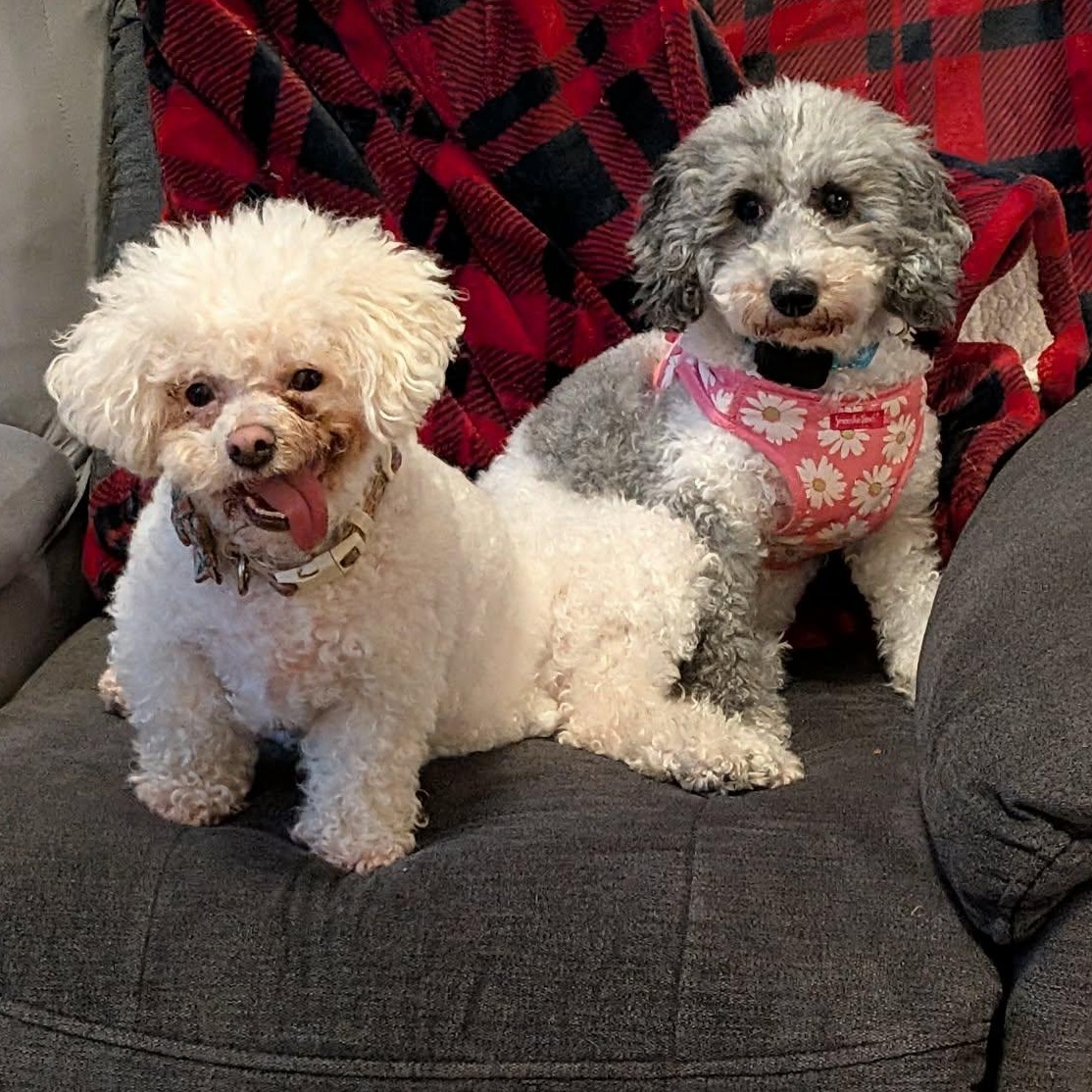 Enlarge Margot, a Adopted Miniature Poodle in Buffalo, NY image 3/6