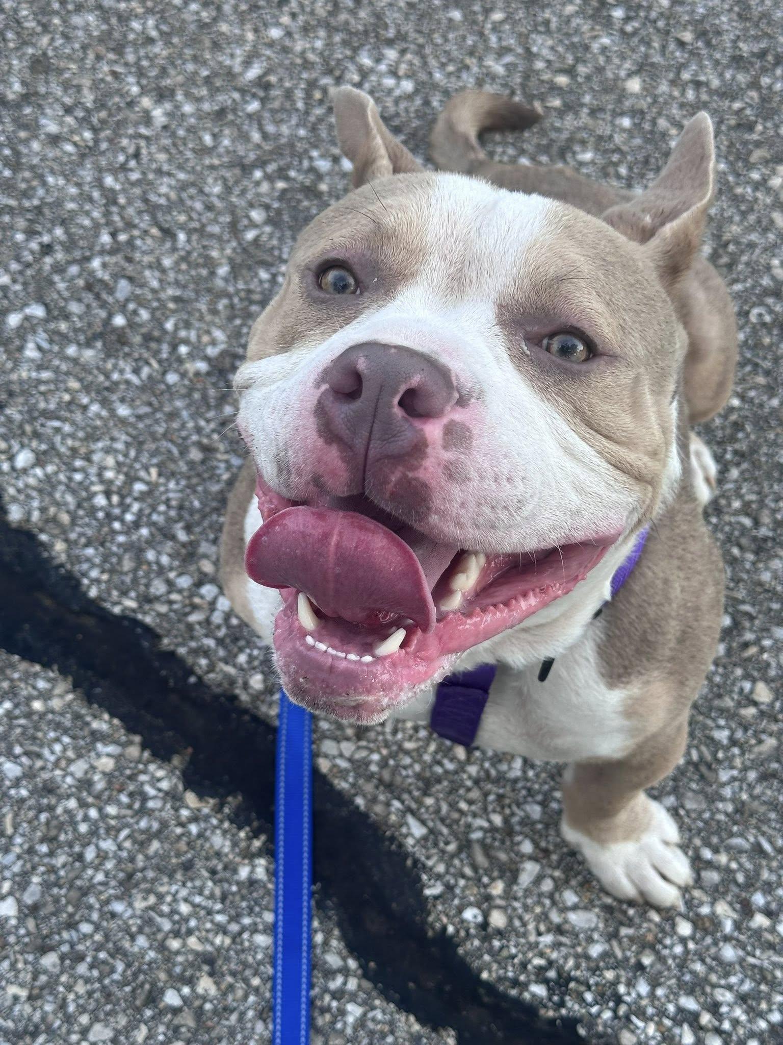 Rufus, Adoptable, Adult Male Terrier.