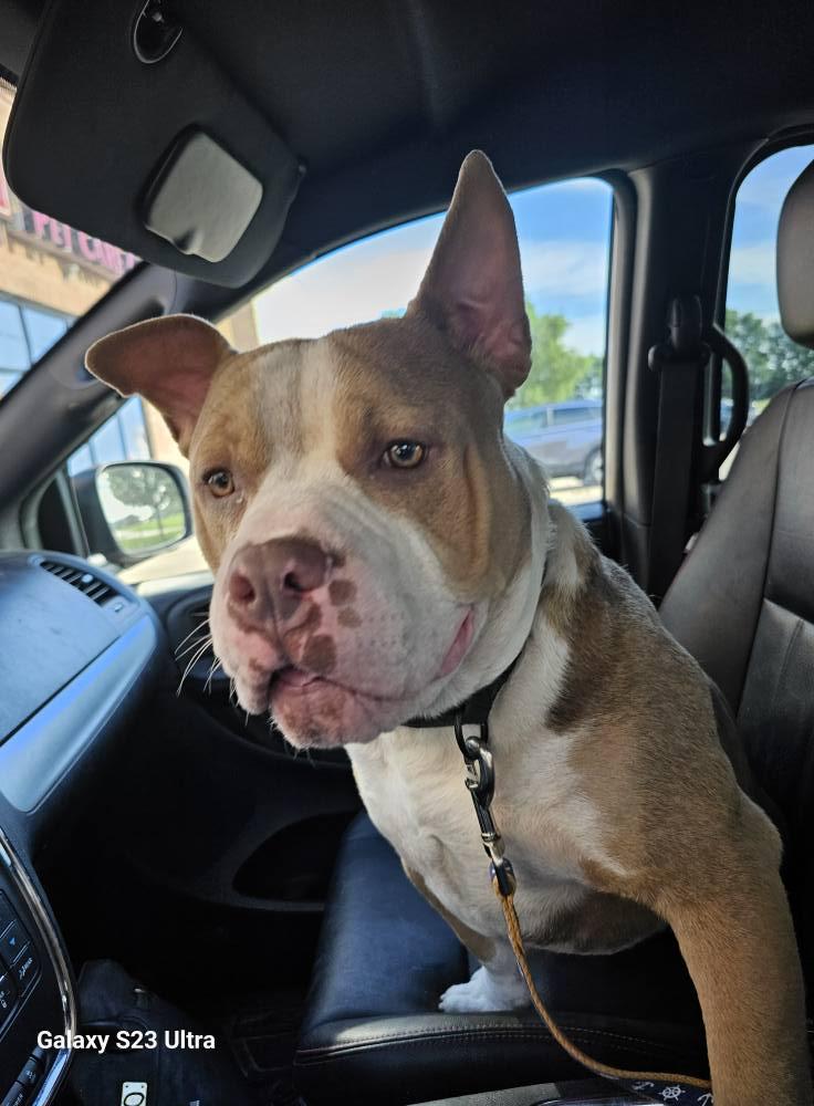 Rufus, a Adoptable Terrier in Waterloo, IA image 2/3