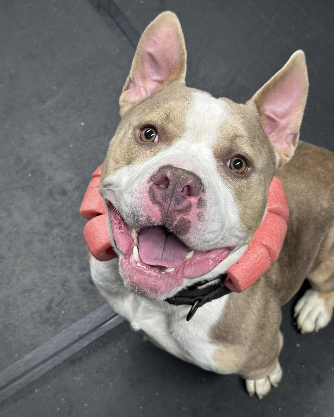 Rufus, a Adoptable Terrier in Waterloo, IA image 3/3